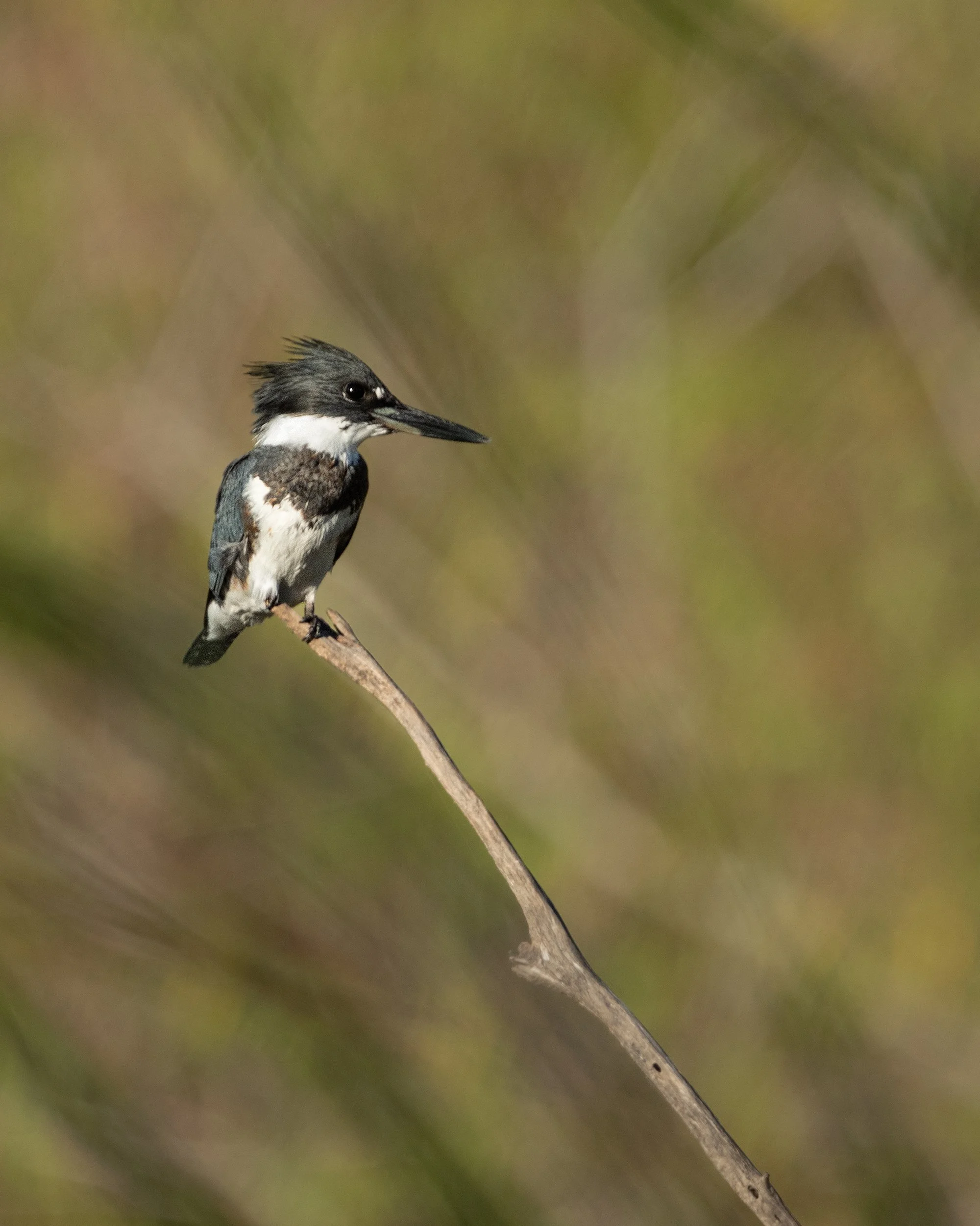 Belted Kingfisher (male)