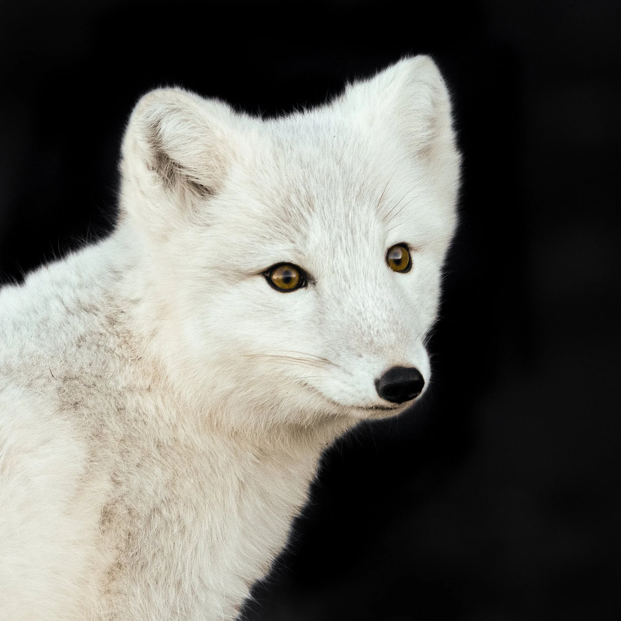 Arctic Fox IV JPG v 2.jpg