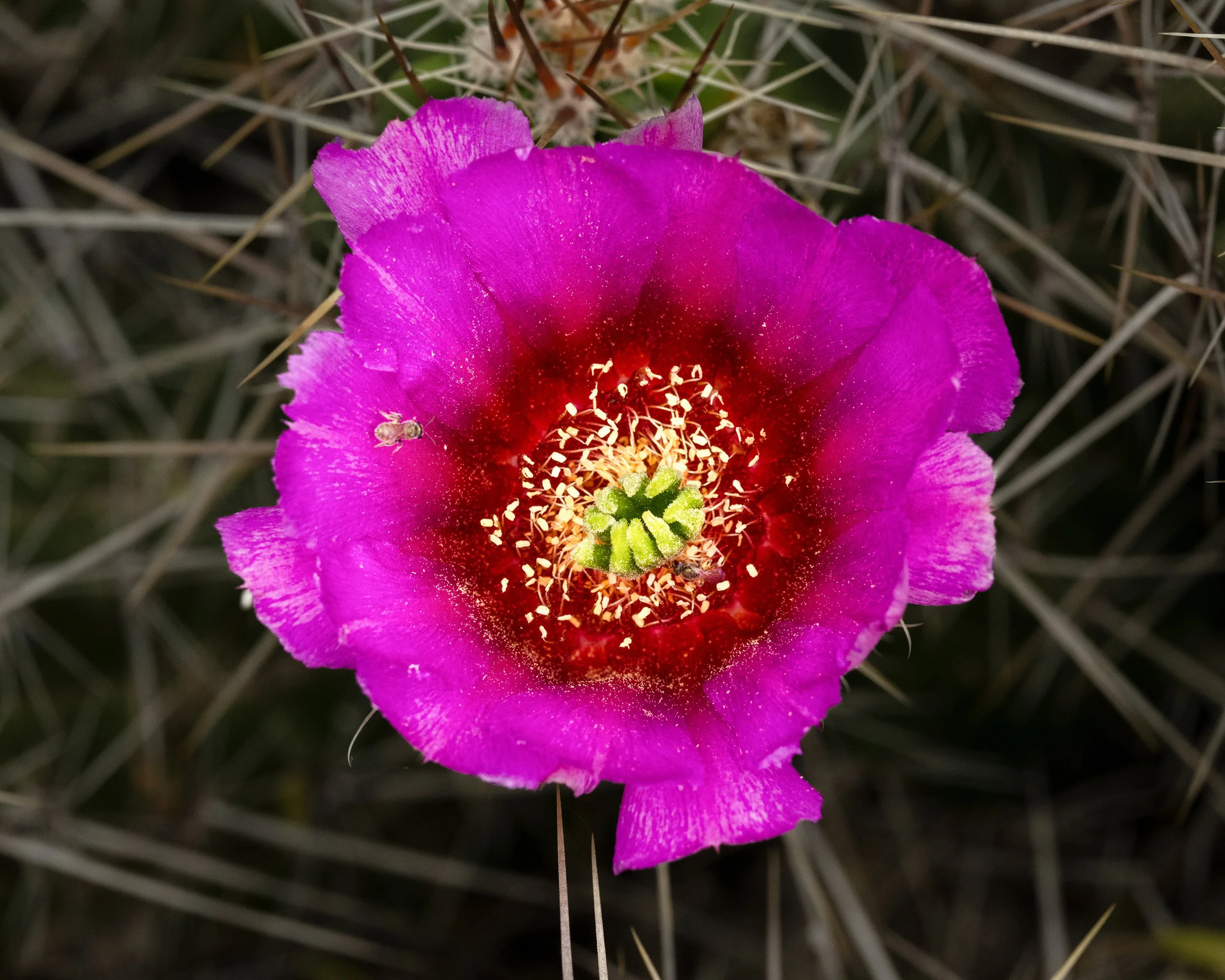 Strawberry Hedgehog Cactus