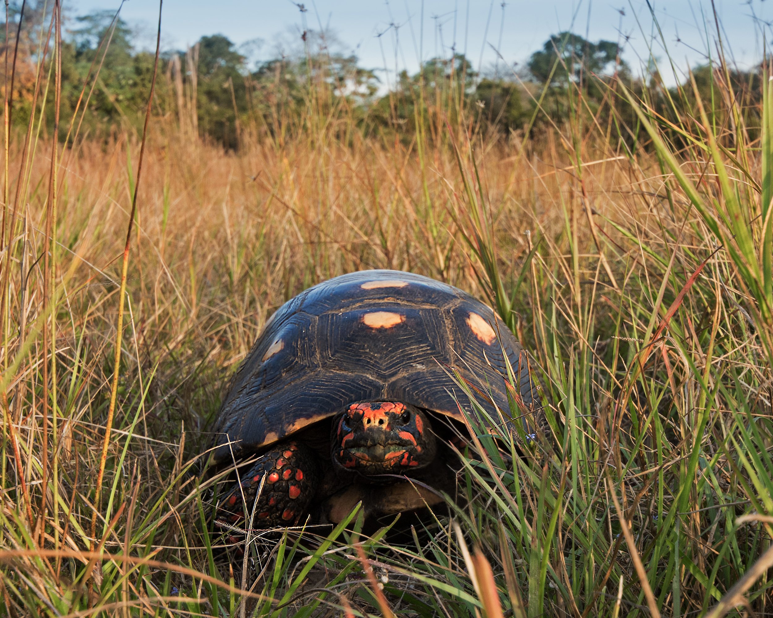 Red-footed Tortoise