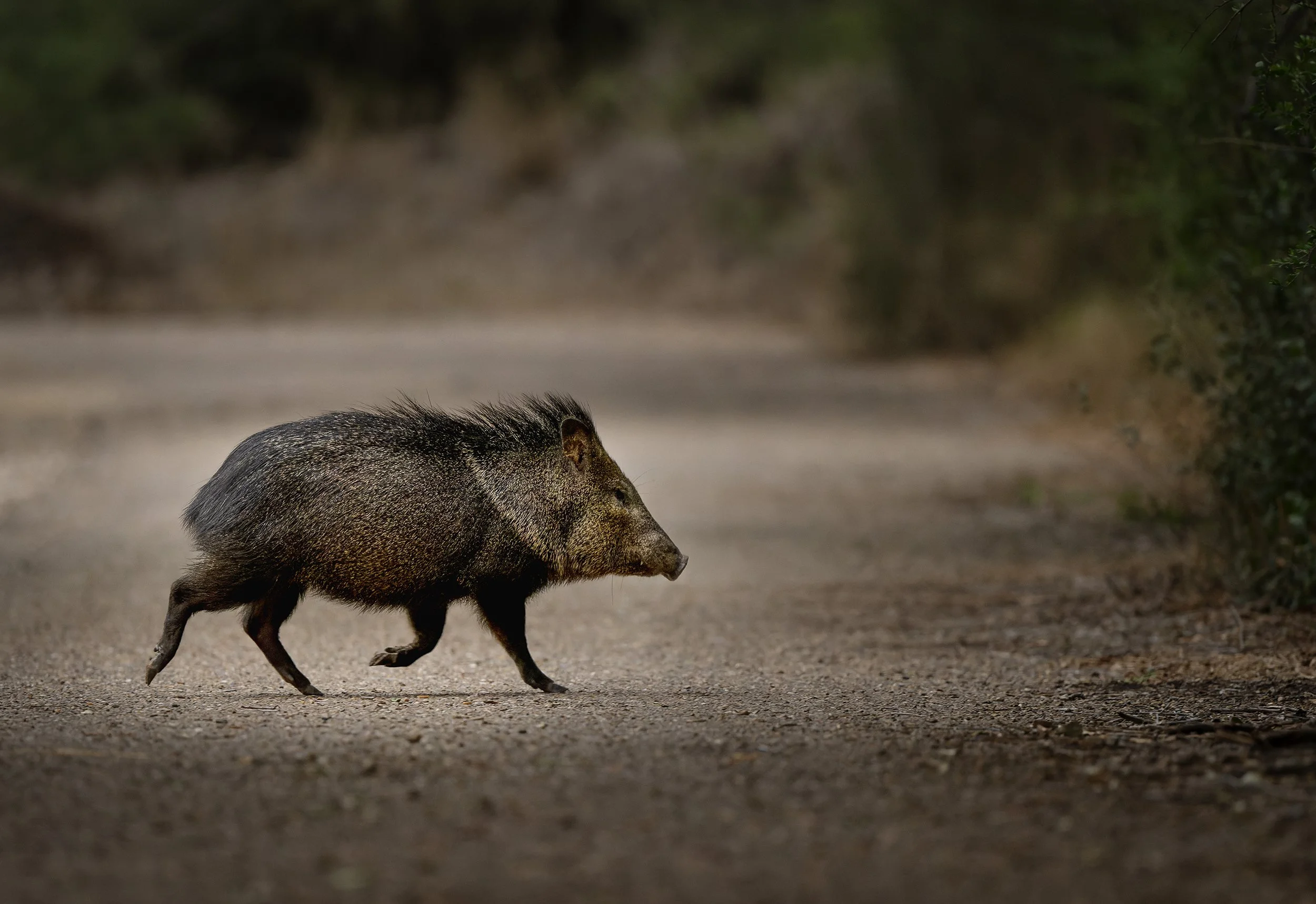 Javelina (Collared Peccary)