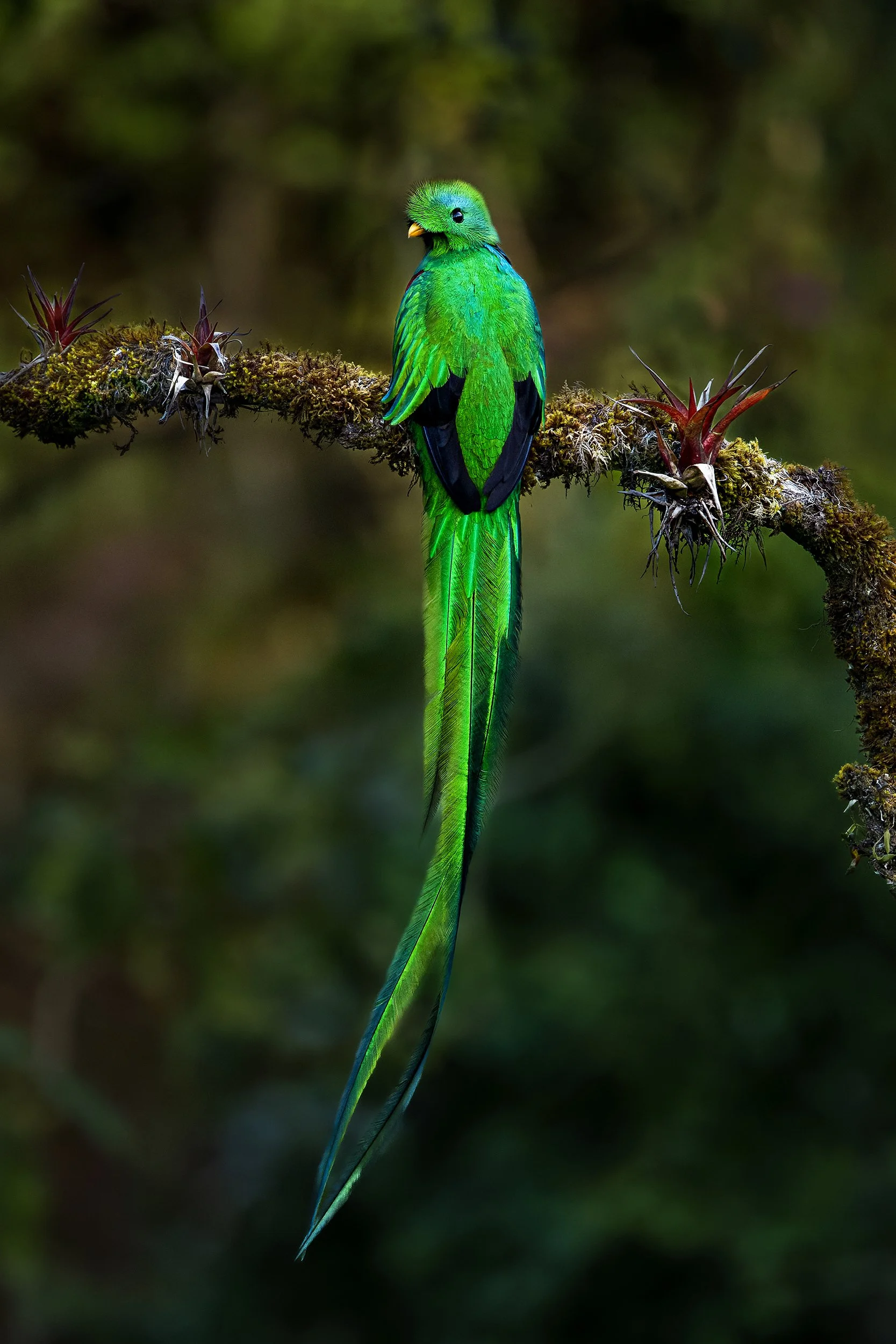 Resplendent Quetzal (male) (Costa Rica)