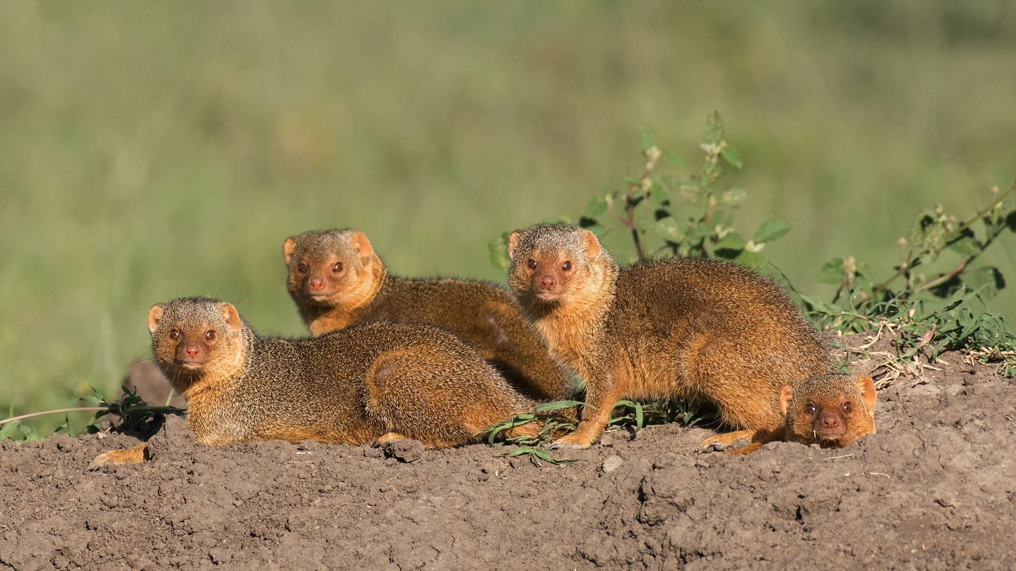 Dwarf Mongoose