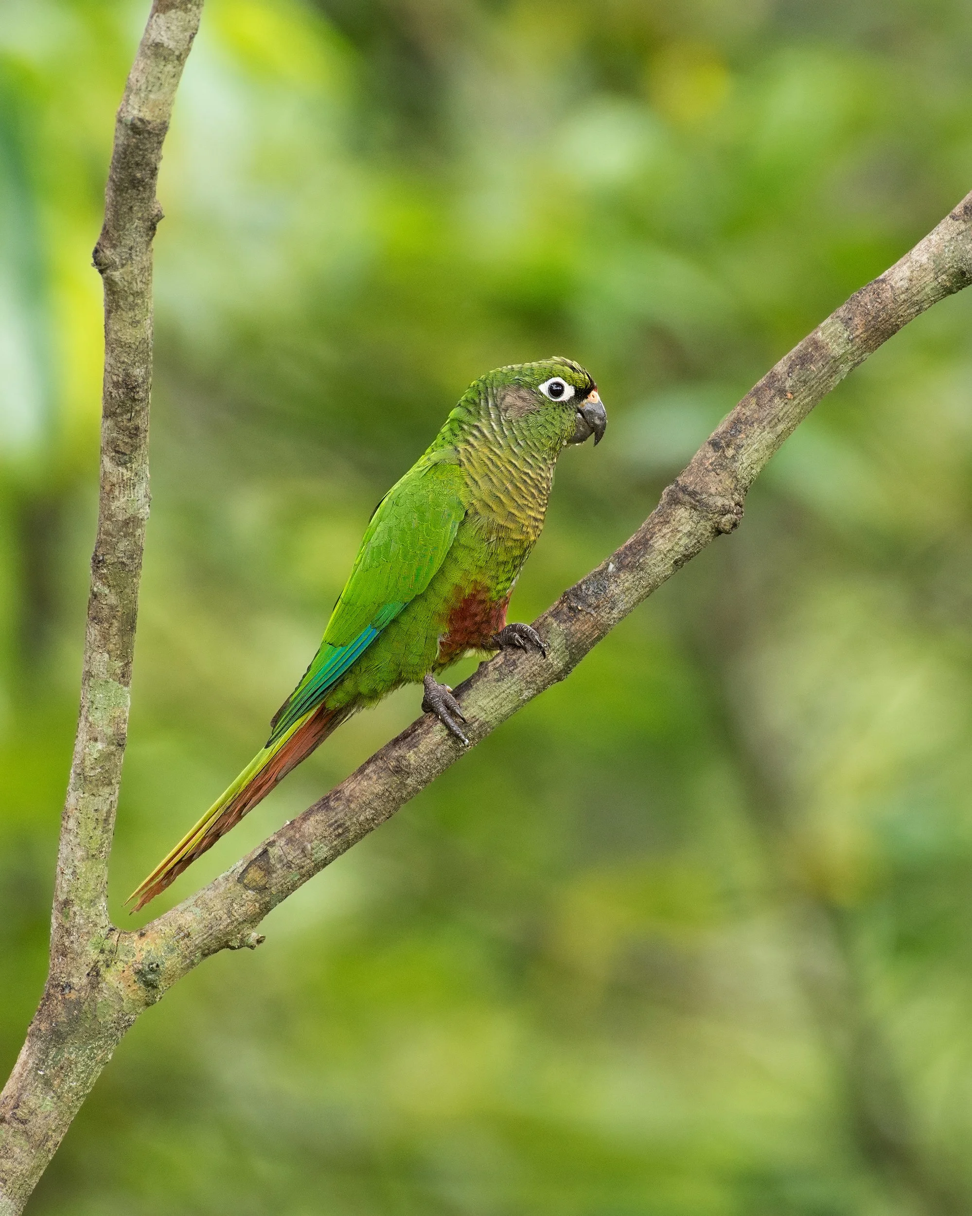 Maroon-bellied Parakeet (Atlantic Rainforest, Brazil)