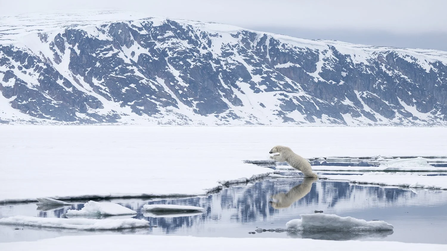 Polar Bear I JPG.jpg
