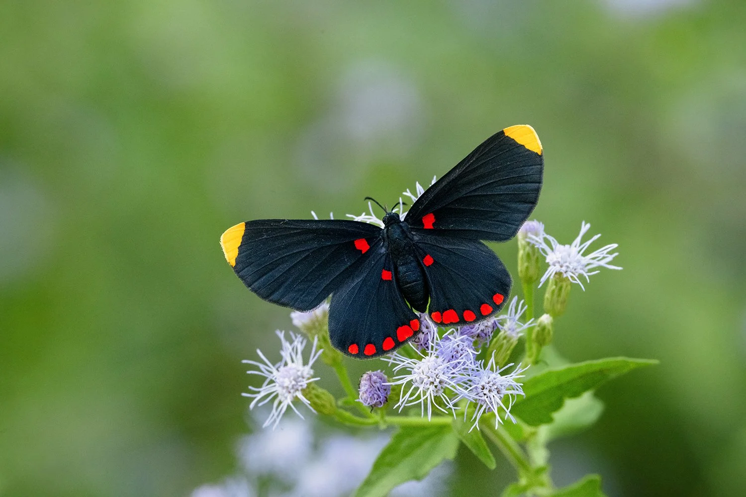 Red-bordered Pixie