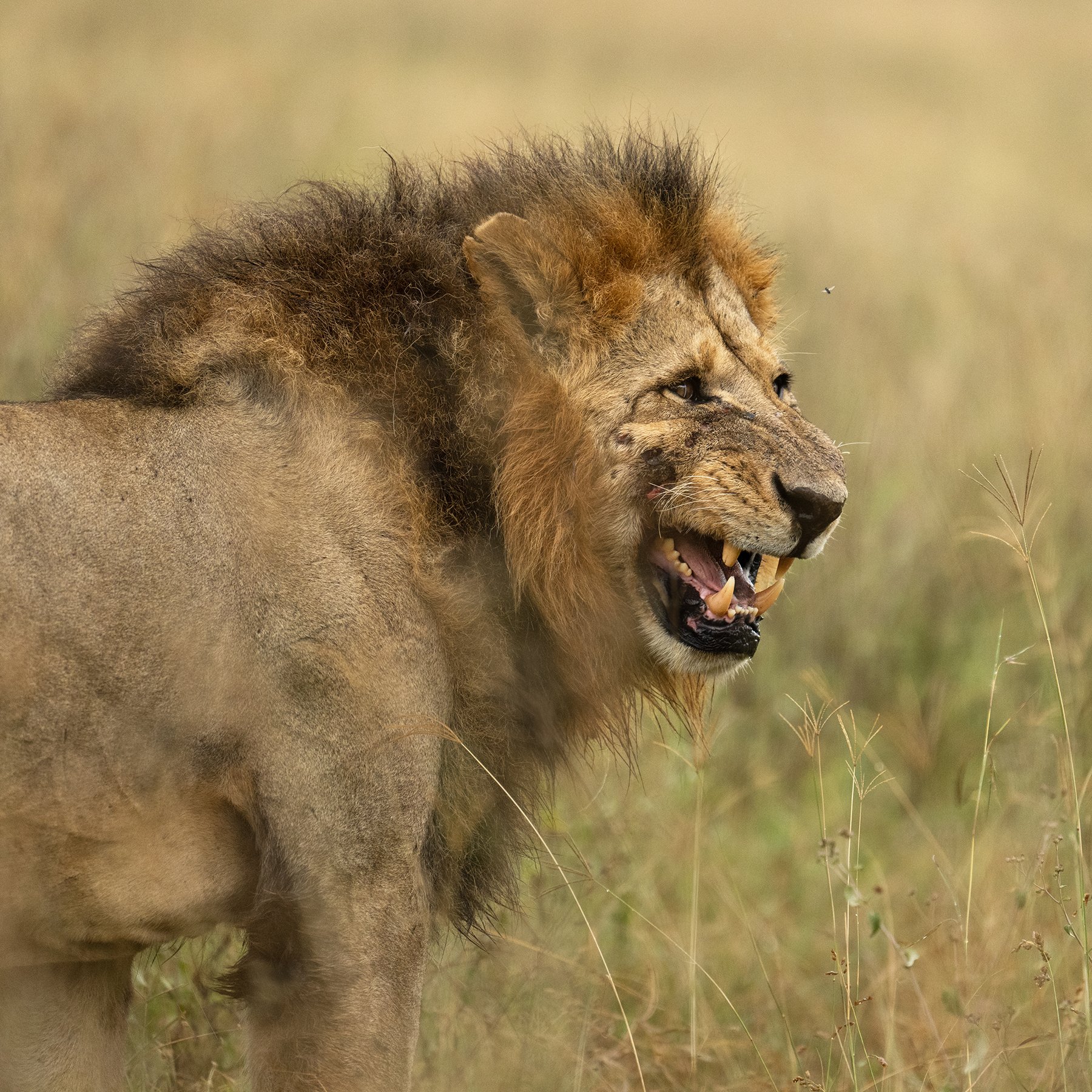 Lion Flehmen Grimace JPG v 2.jpg
