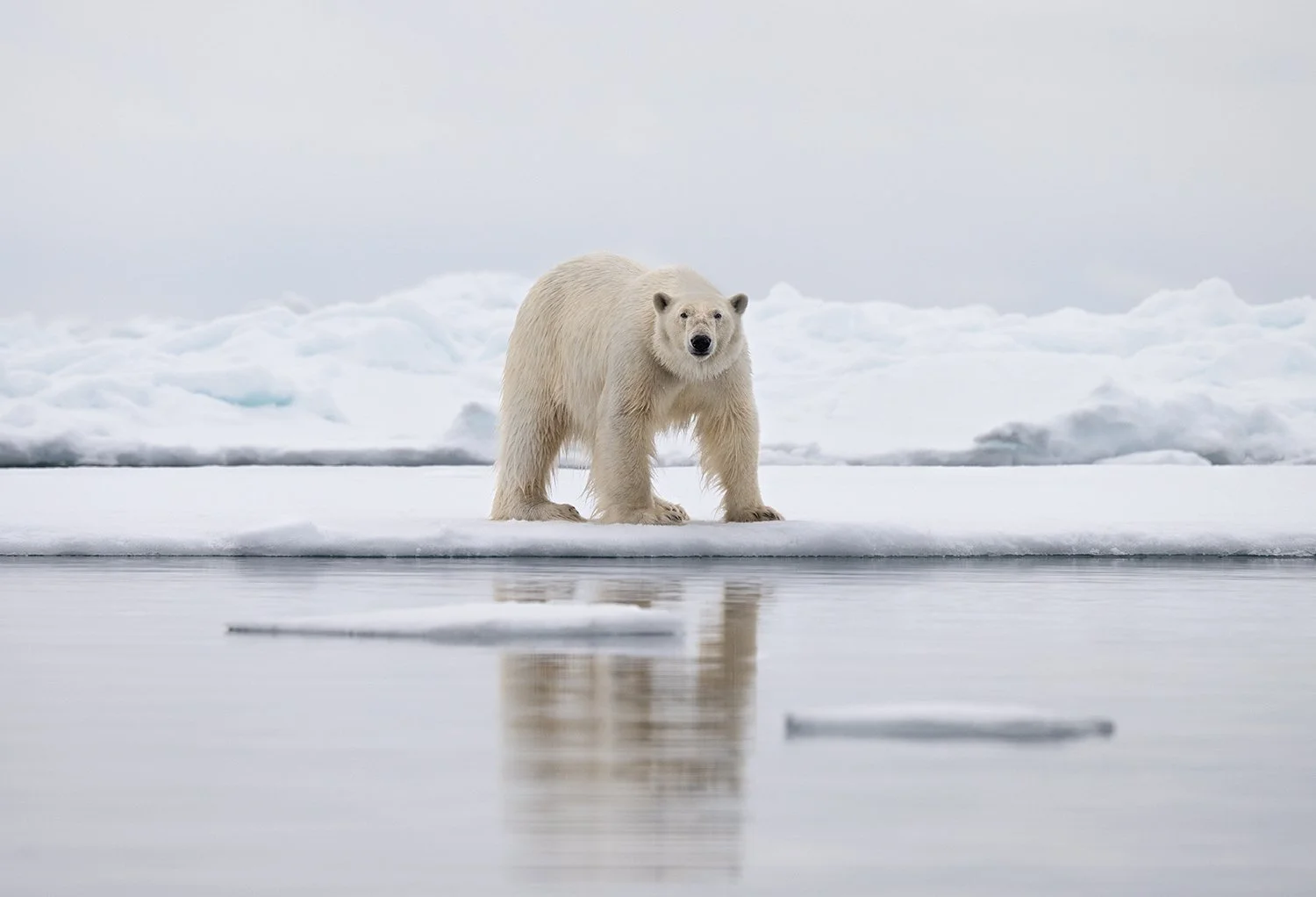 Polar Bear XX JPG v 3.jpg
