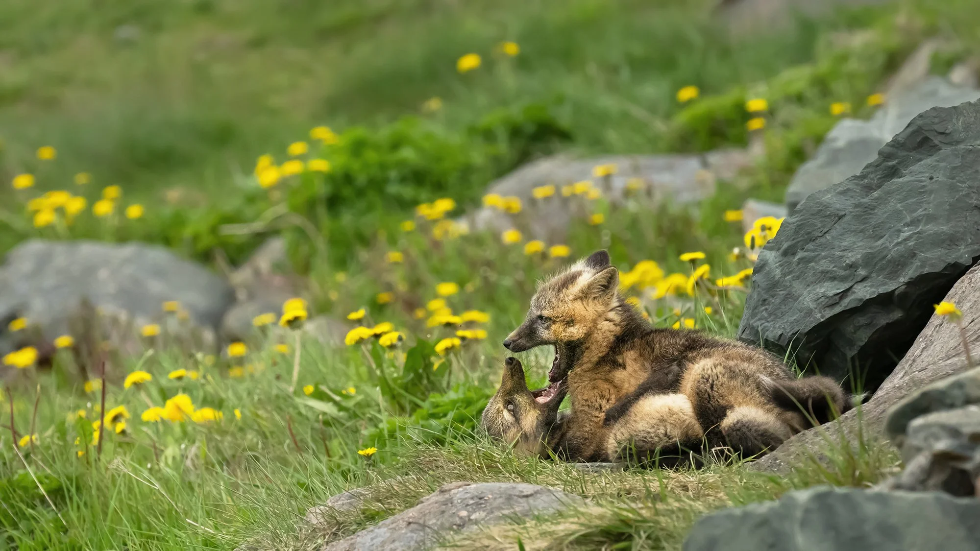 Cross Fox (Newfoundland)