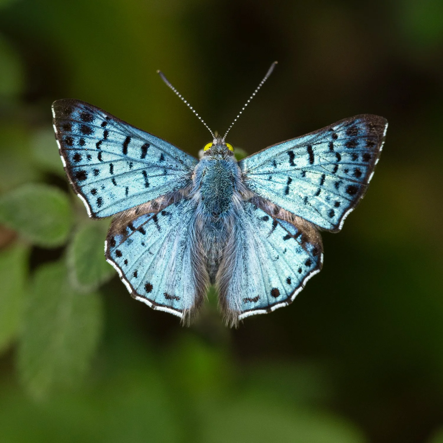 La Mariposa