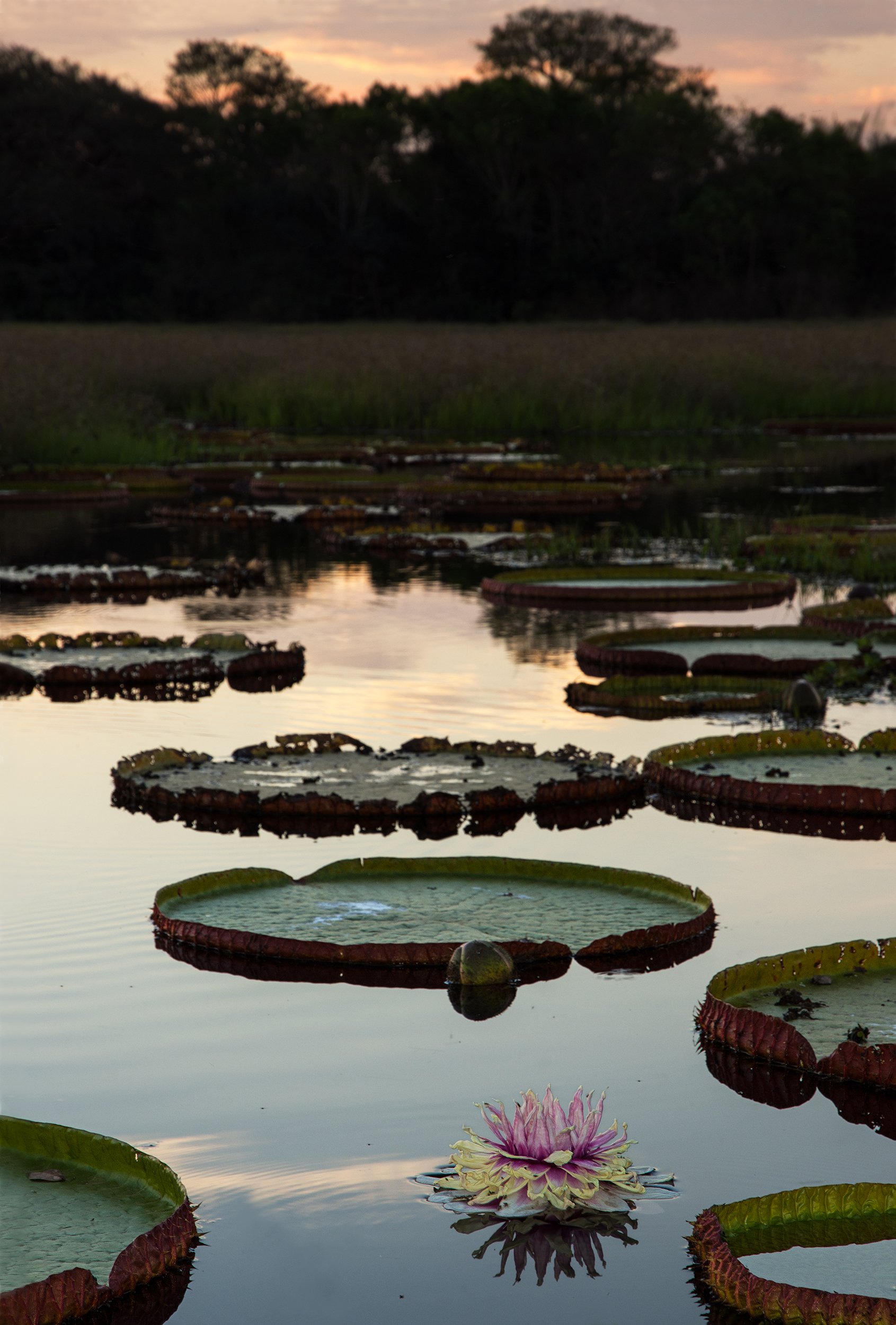 Amazon Waterlily I v 3 JPG.jpg