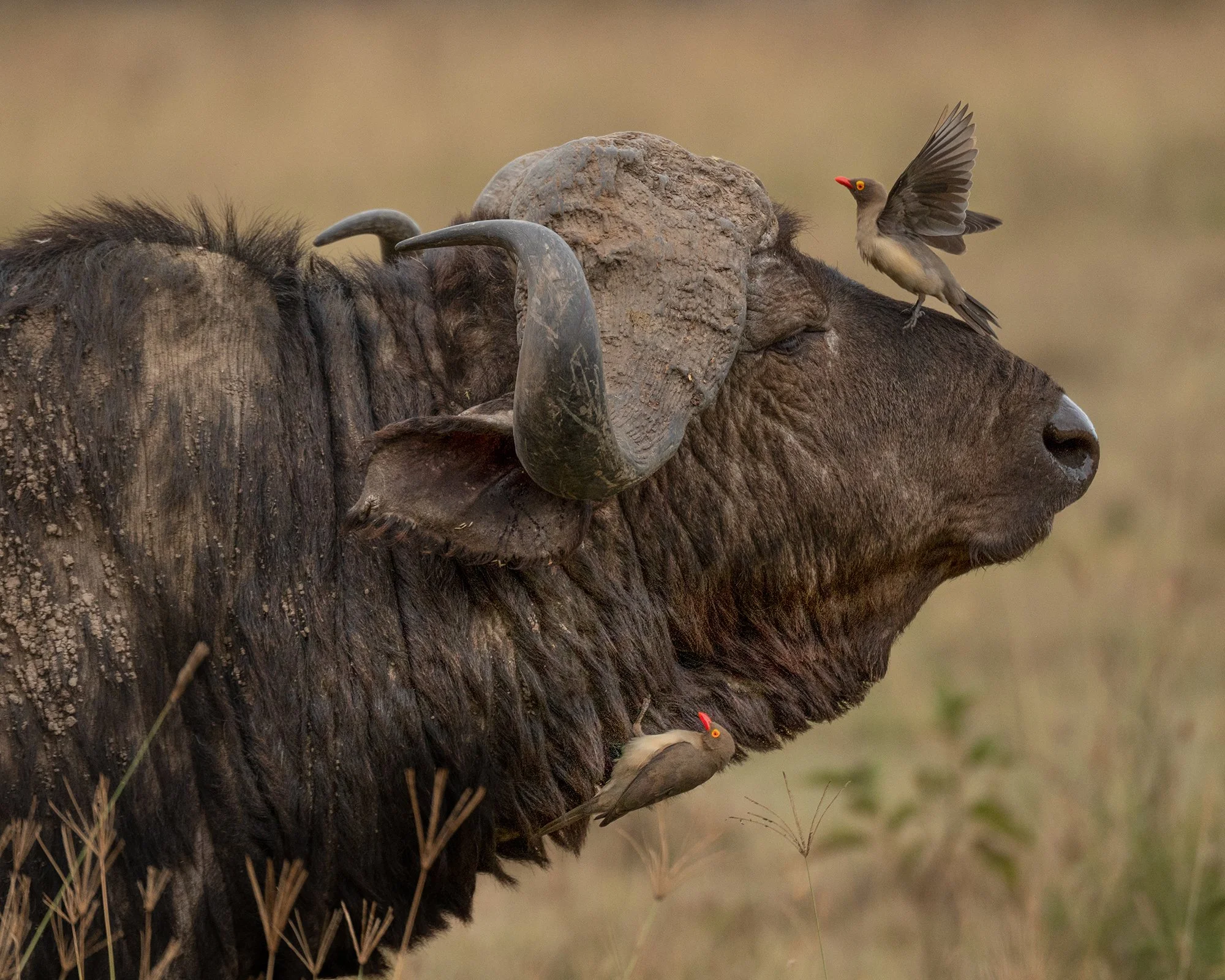 Cape Buffalo and Red-billed Oxpecker