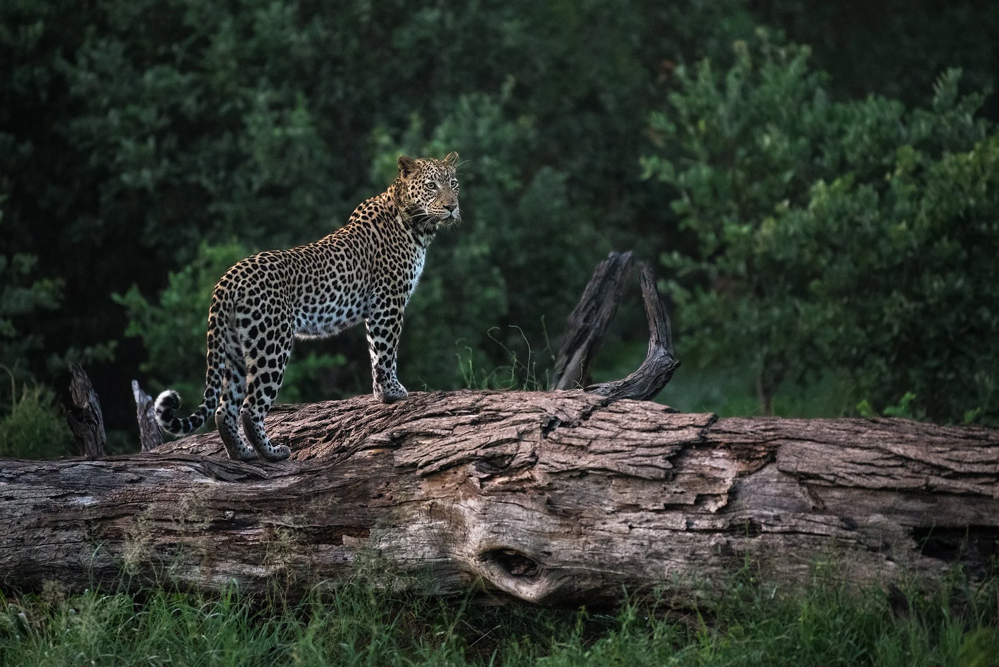 Leopard.Young Male.Savuti I JPG.jpg