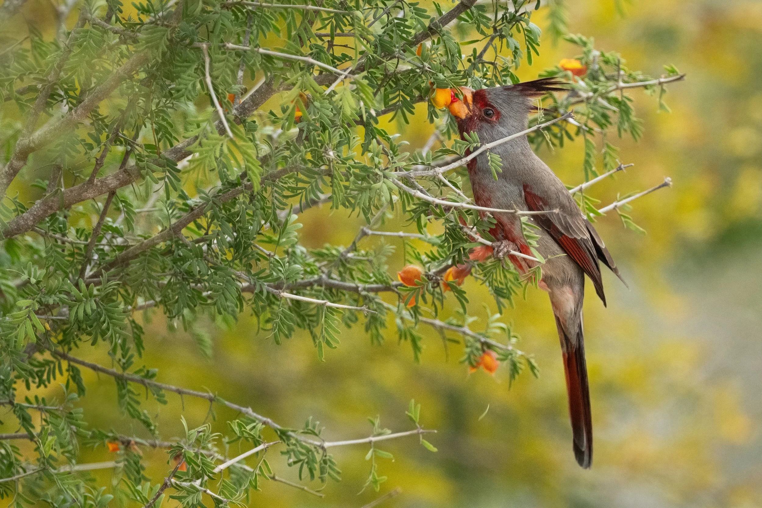 Pyrrhuloxia (male)