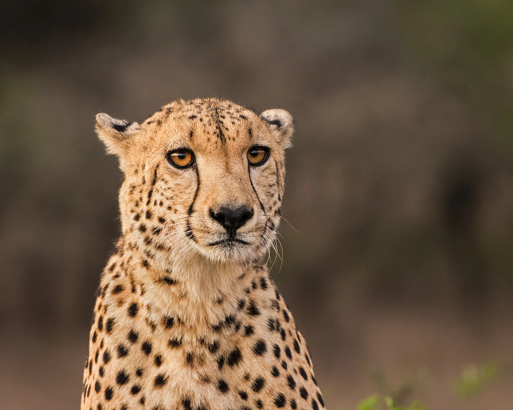 Cheetah III PSD v 2.jpg