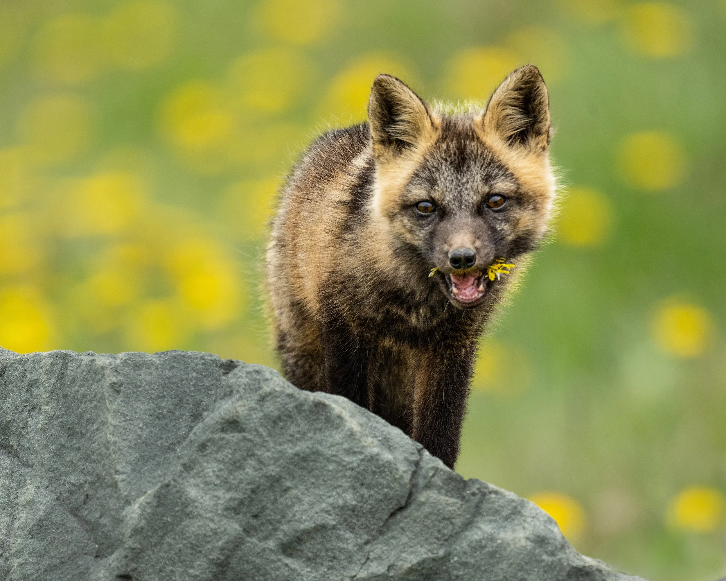 Cross Fox (Newfoundland)