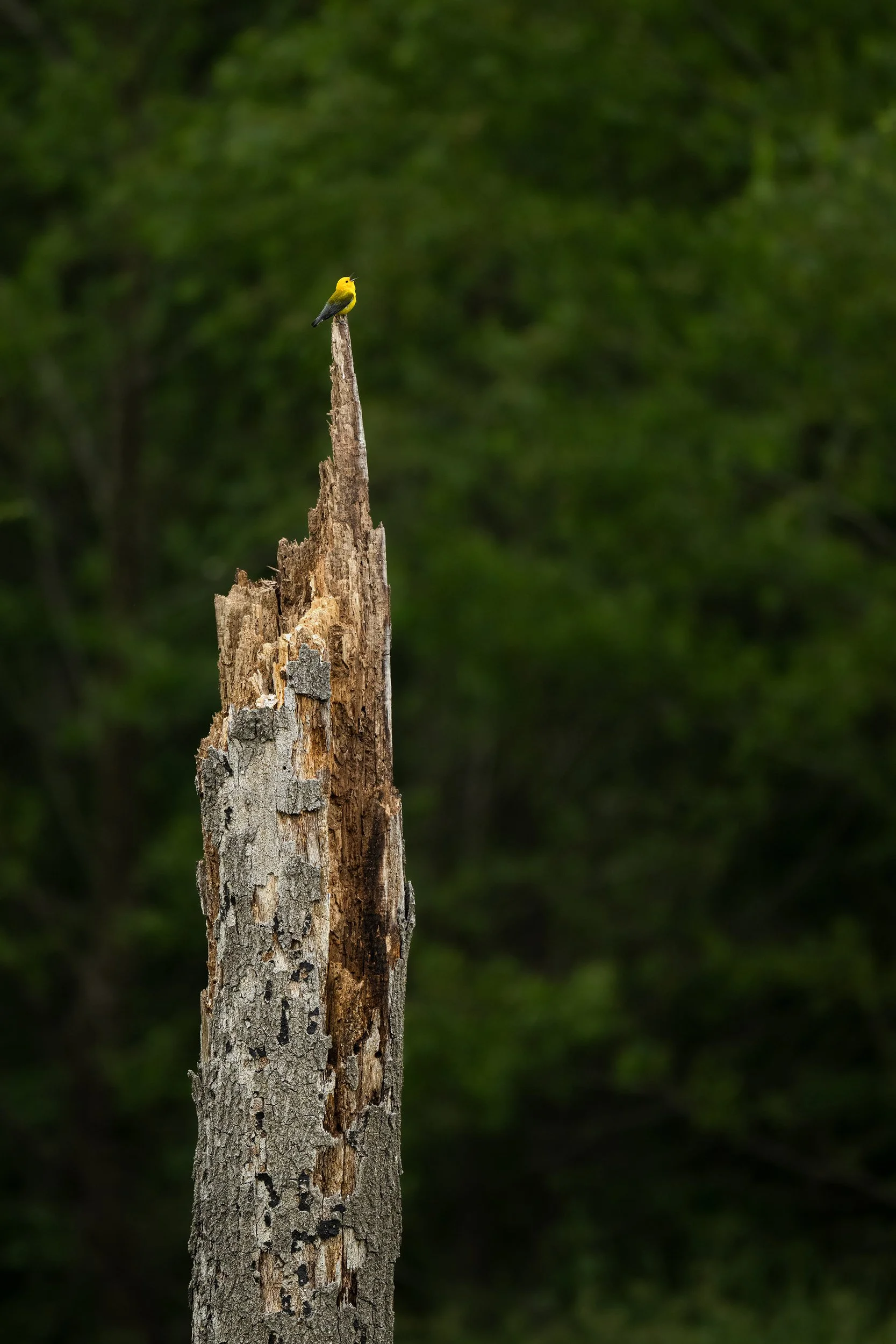 Prothonotary Warbler (Texas)