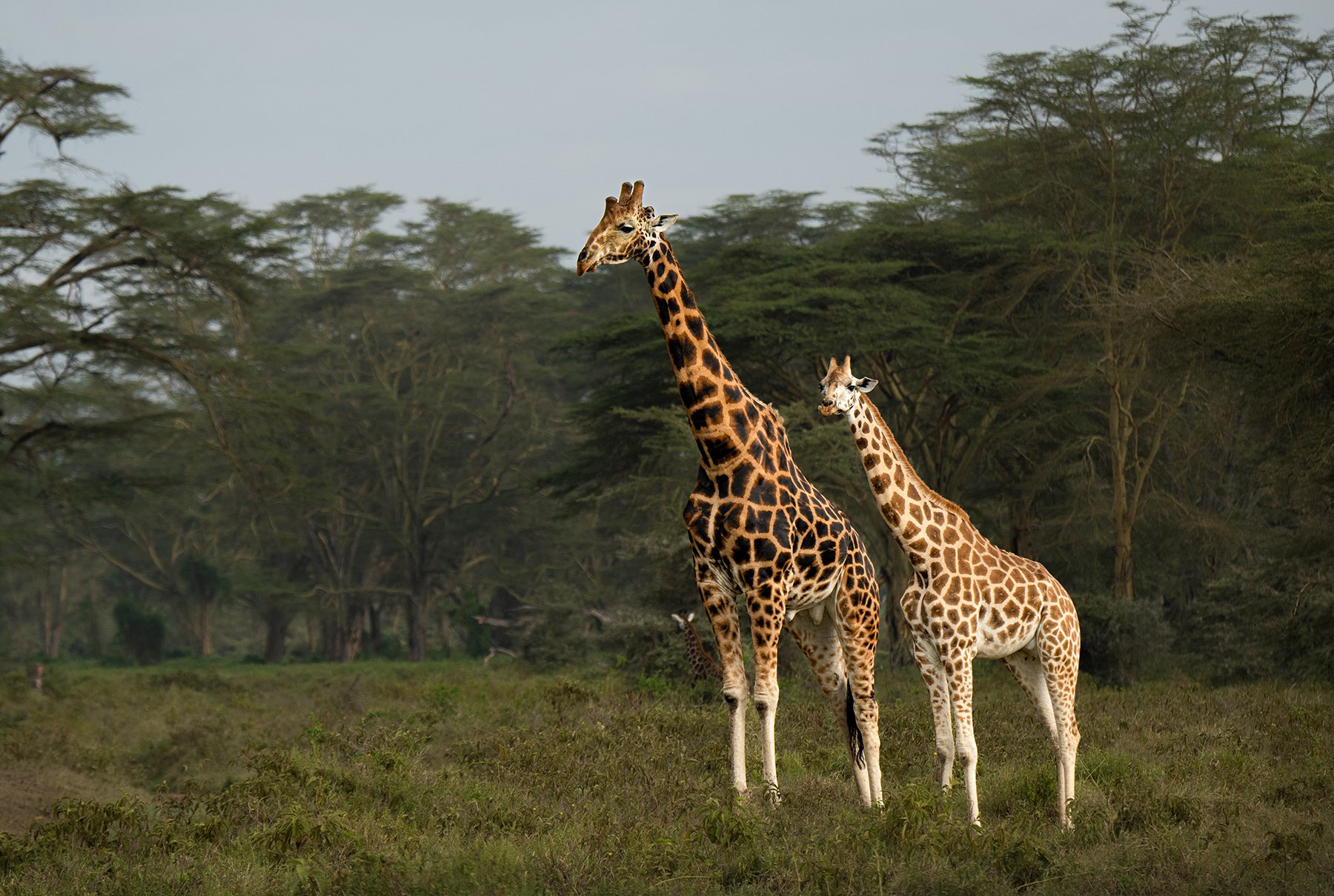 Nubian (Rothschild's) Giraffe (Threatened)