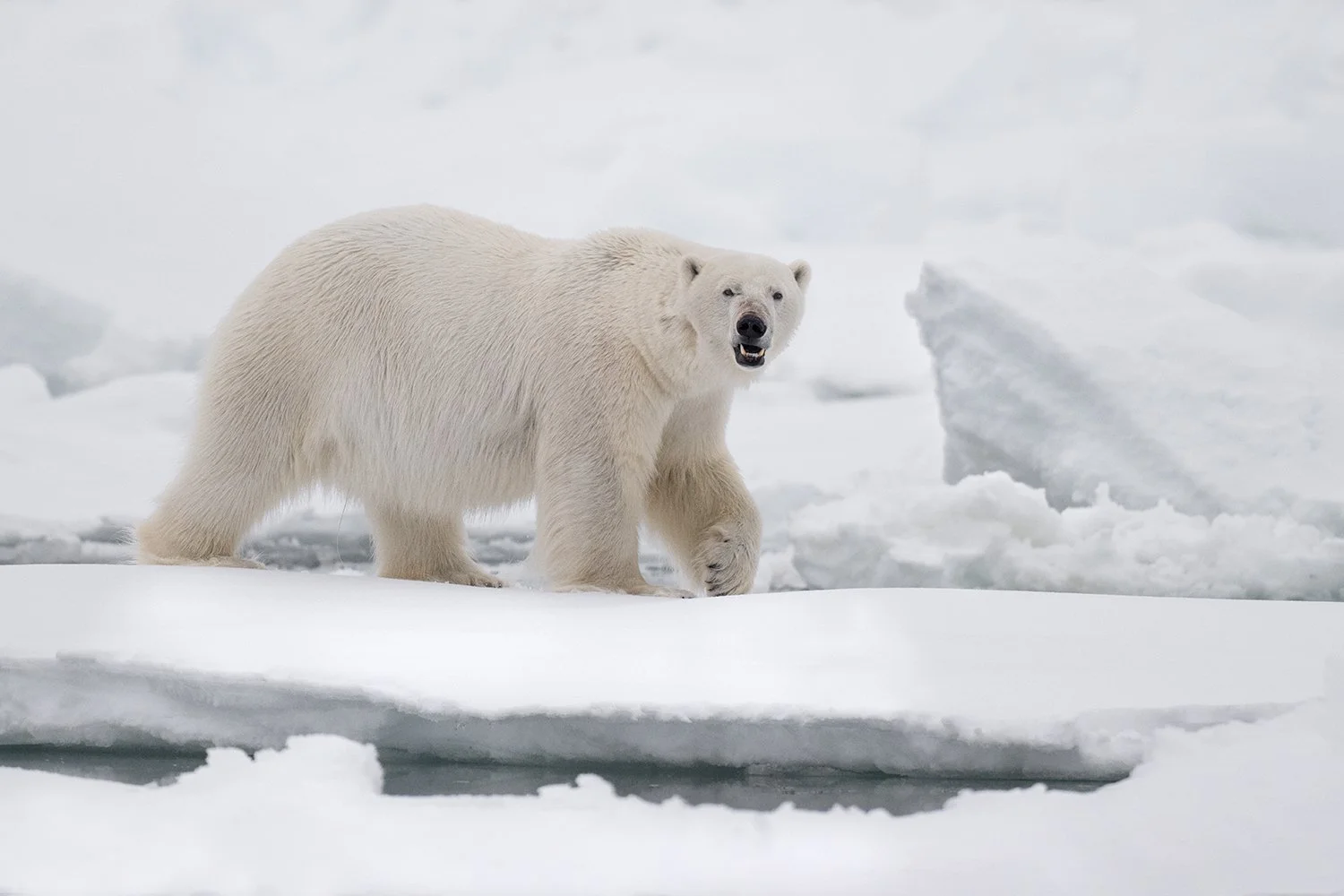 Polar Bear V JPG v 3.jpg