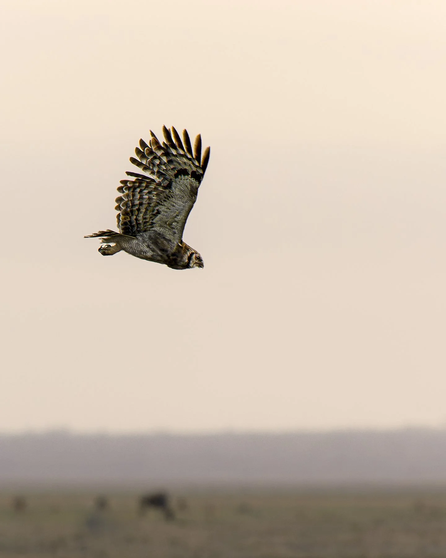 Verreaux's Eagle-Owl