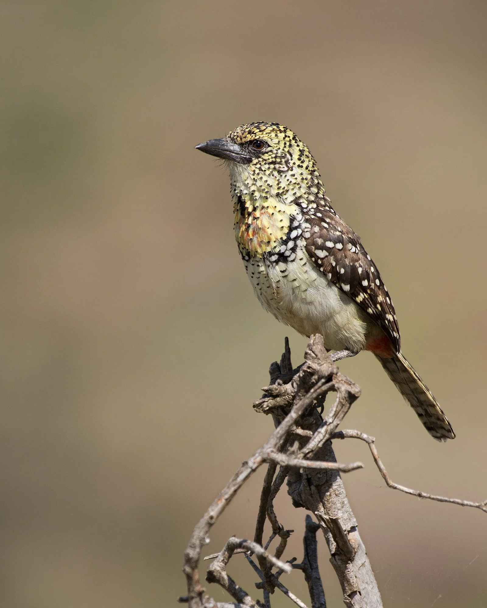 D'Arnaud's Barbet