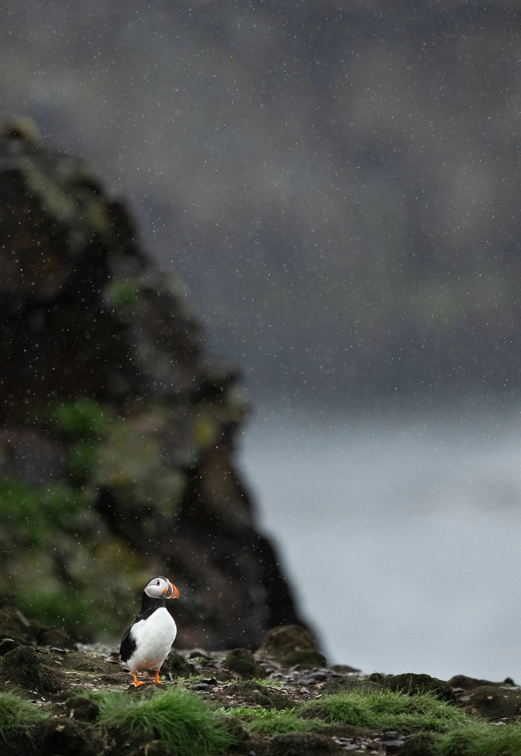 Atlantic Puffin (Newfoundland)