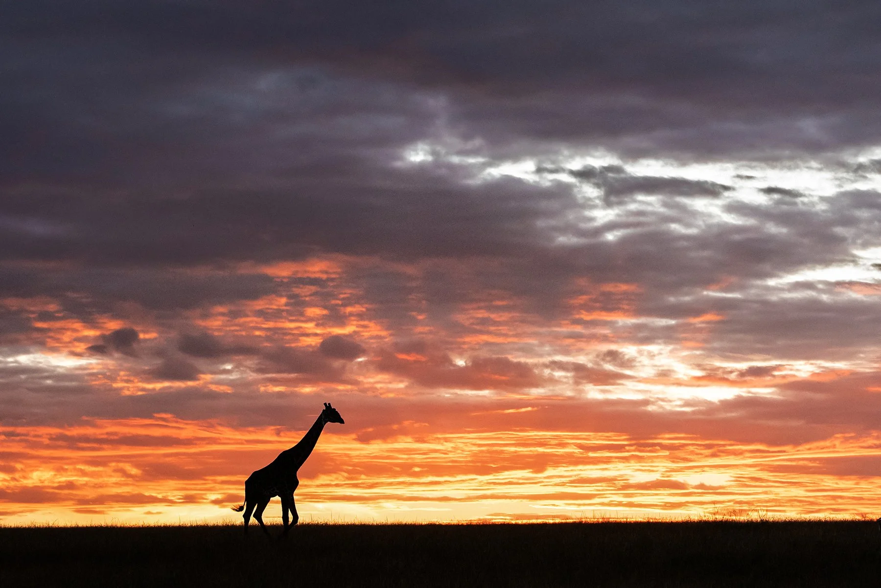 Giraffe Silhouette II JPG.jpg
