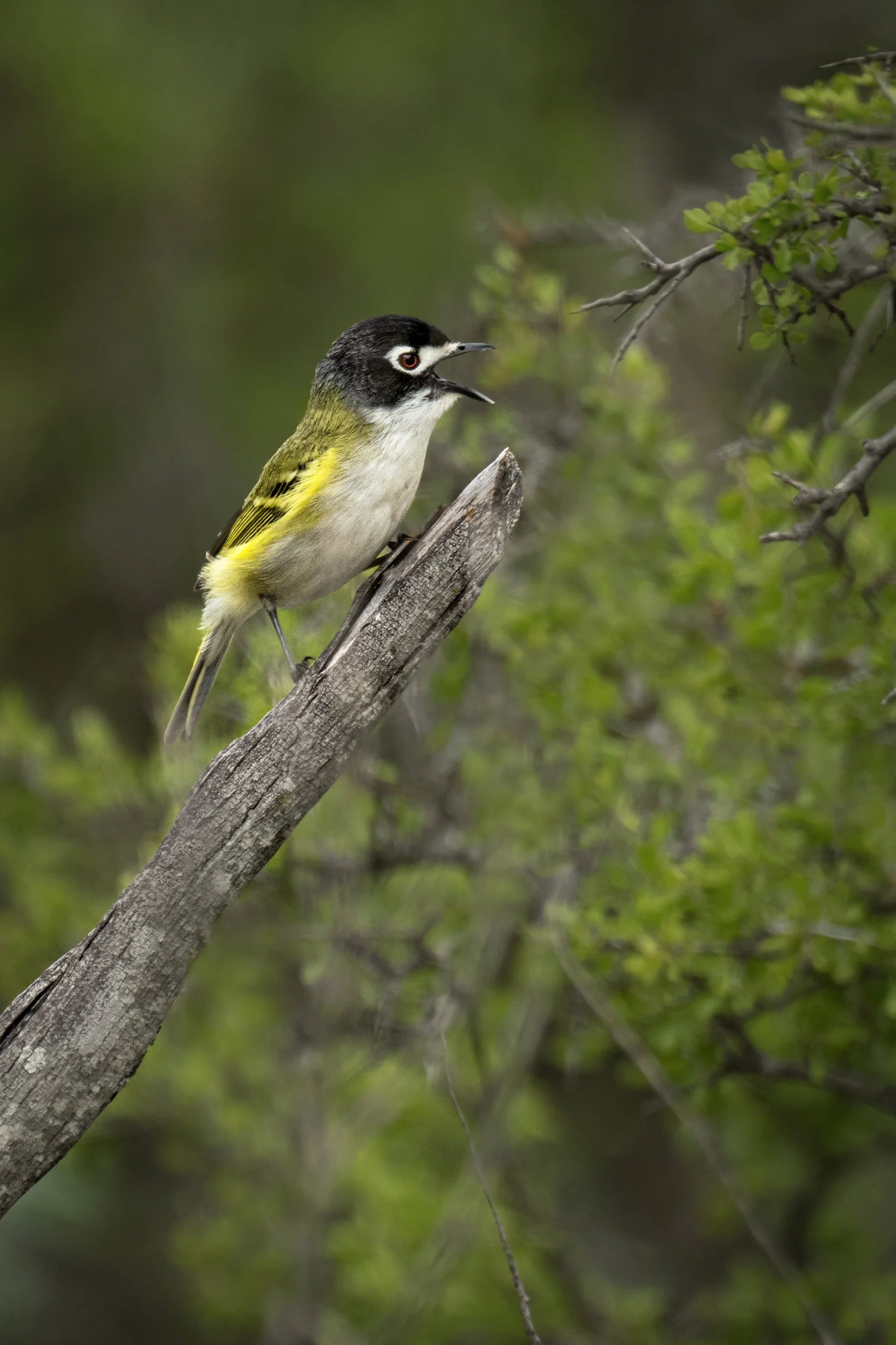 Black-capped Vireo (male) (Threatened)