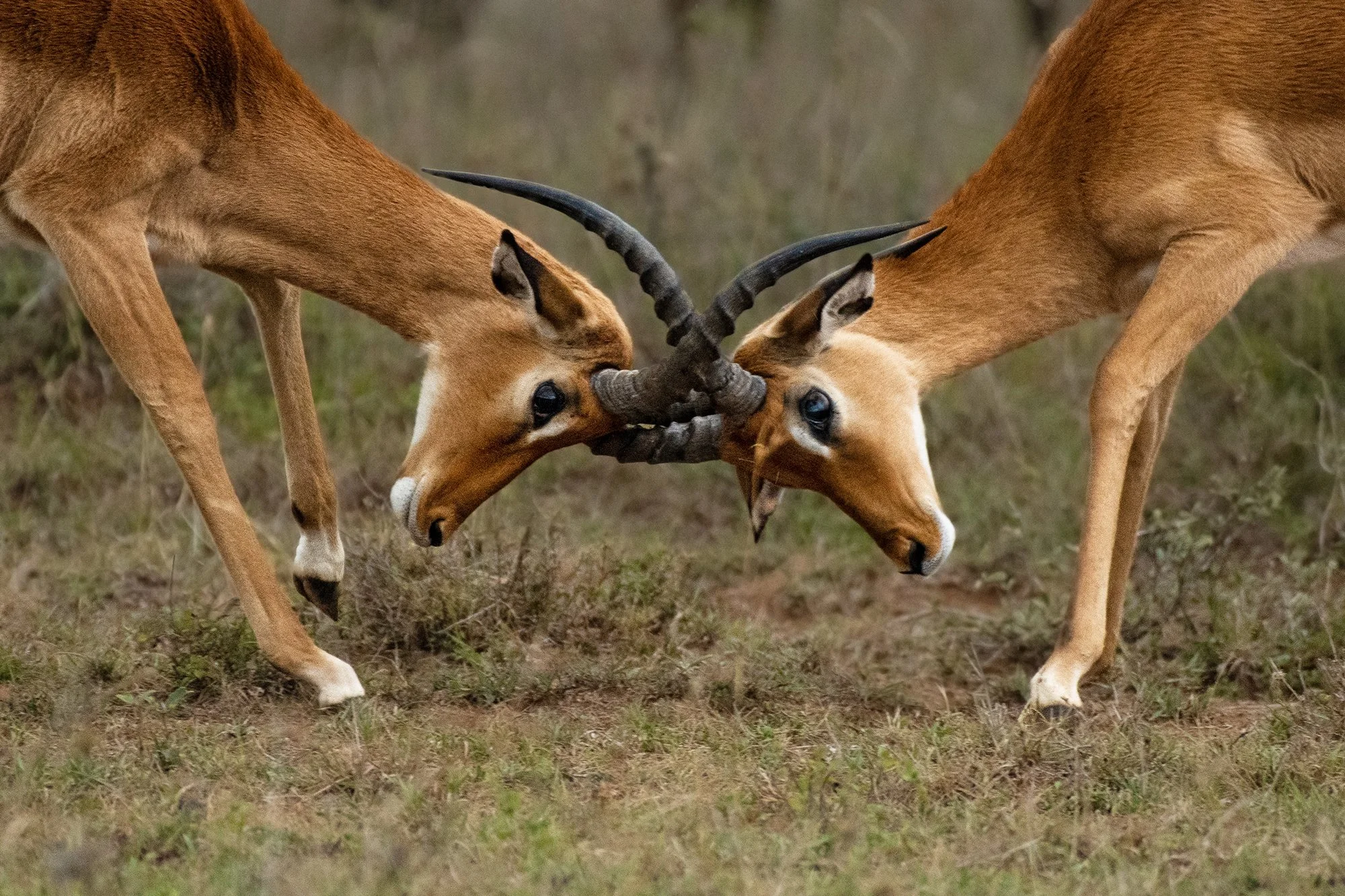 Impala