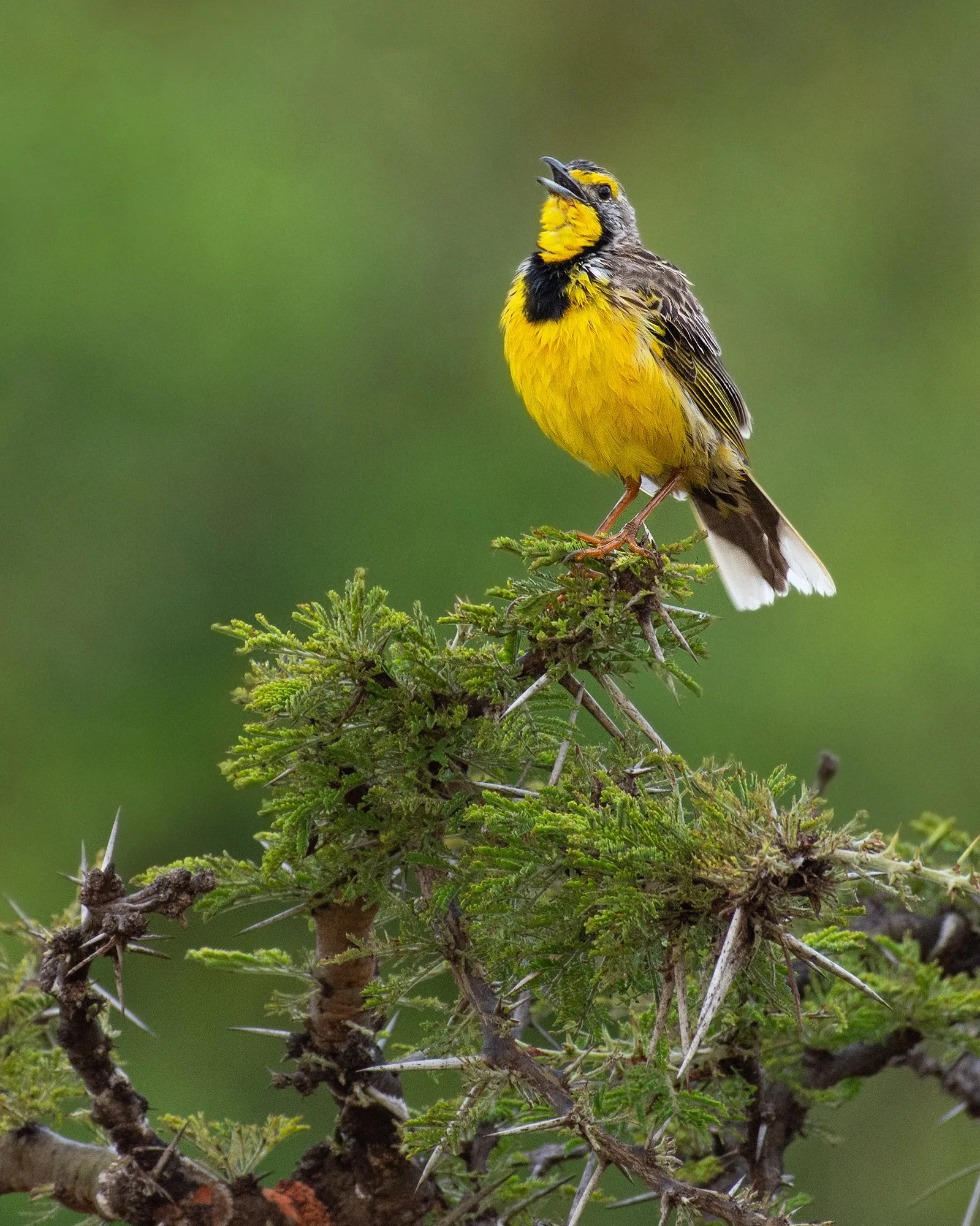 Yellow-throated Longclaw
