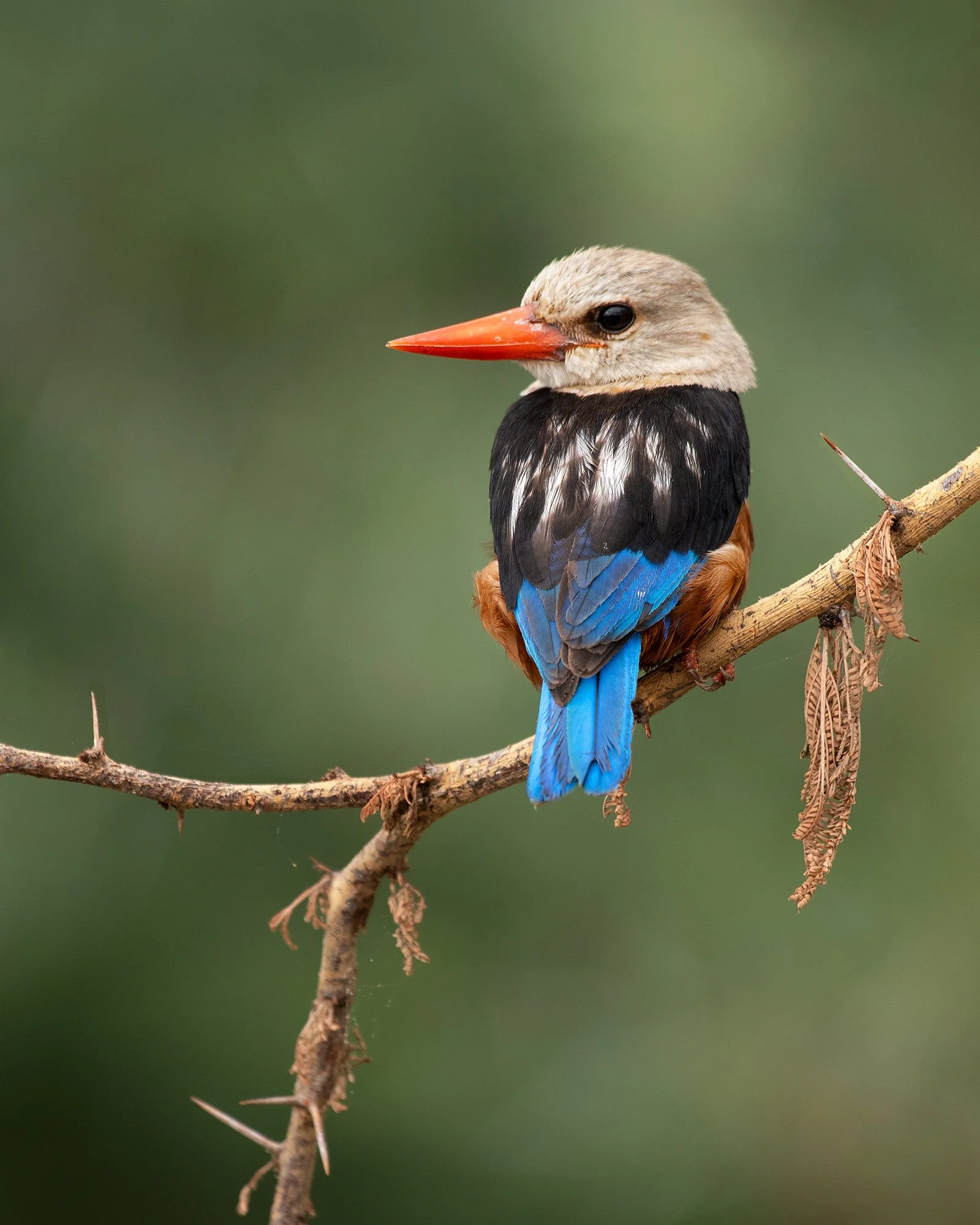 Gray-headed Kingfisher
