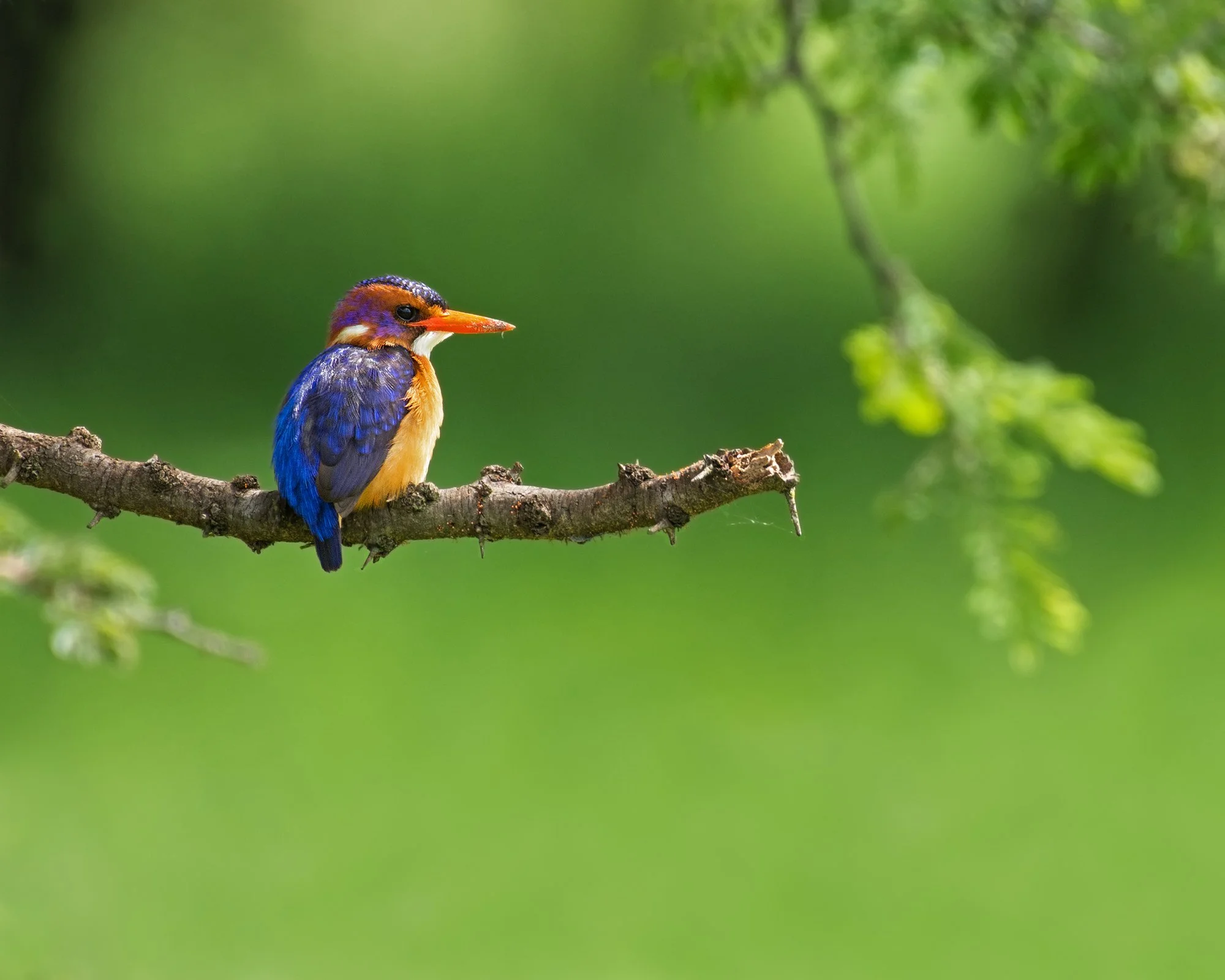 African Pygmy Kingfisher