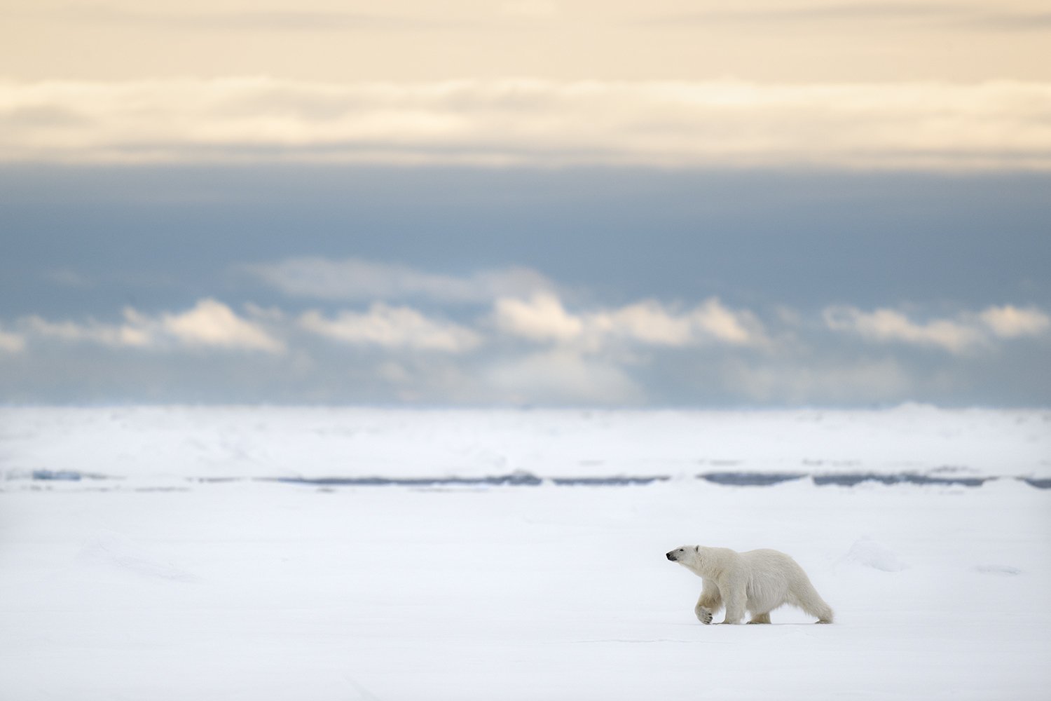 Polar Bear XI JPG v 4.jpg