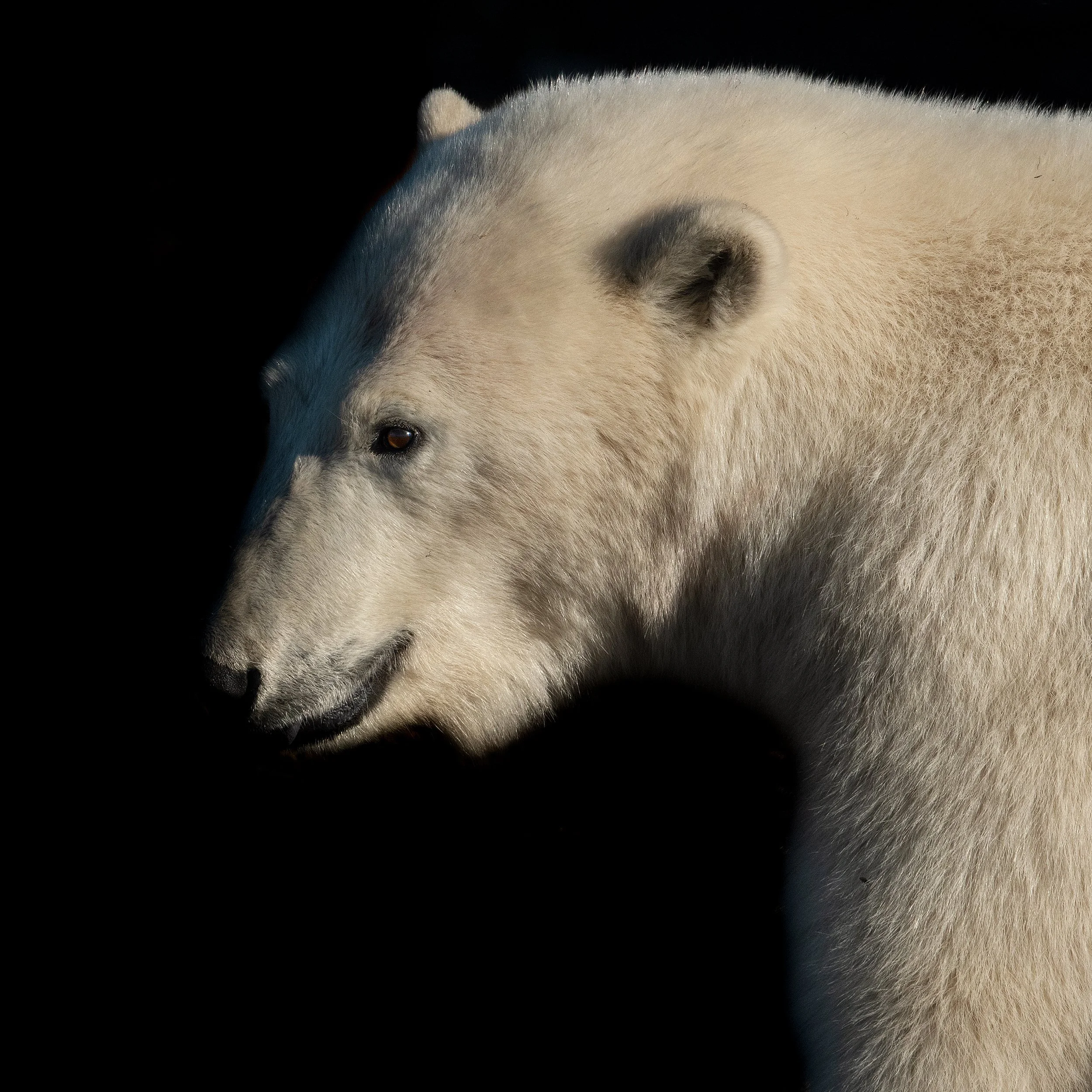 Polar Bear III JPG v 4.jpg