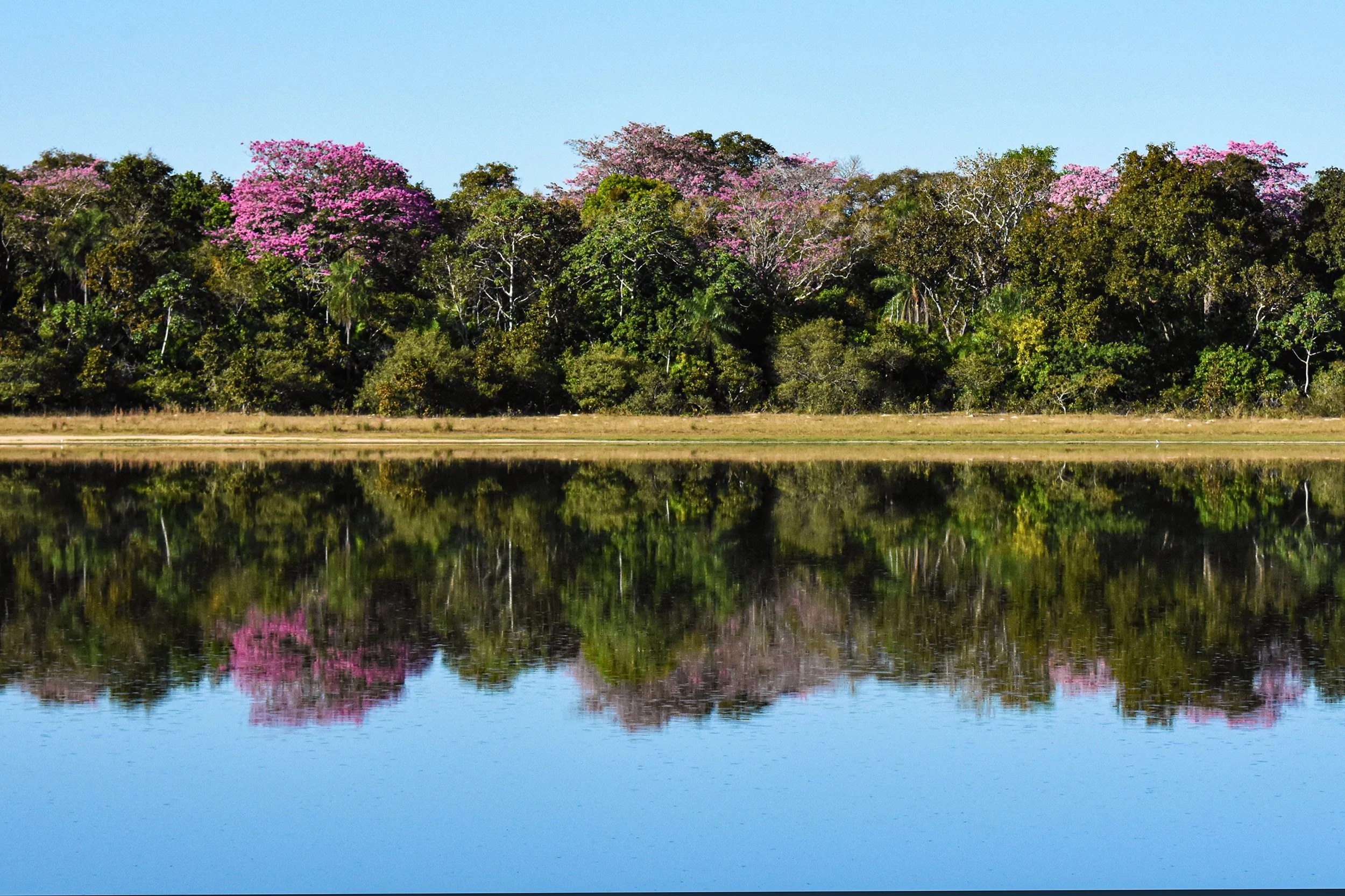 Salina (saline lake) with Pink Ipe Trees 
