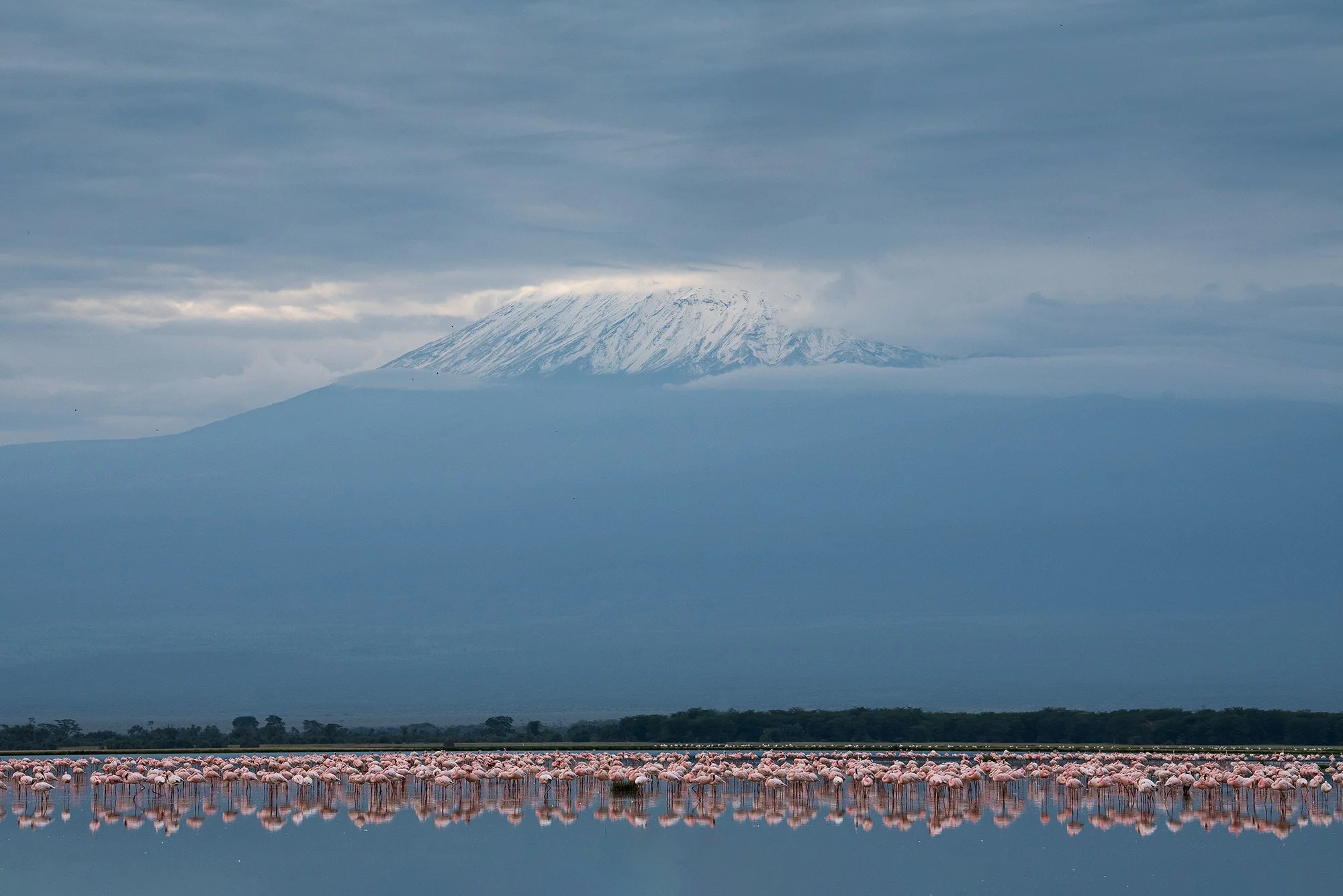 Lesser Flamingos under Mount Kilamanjaro