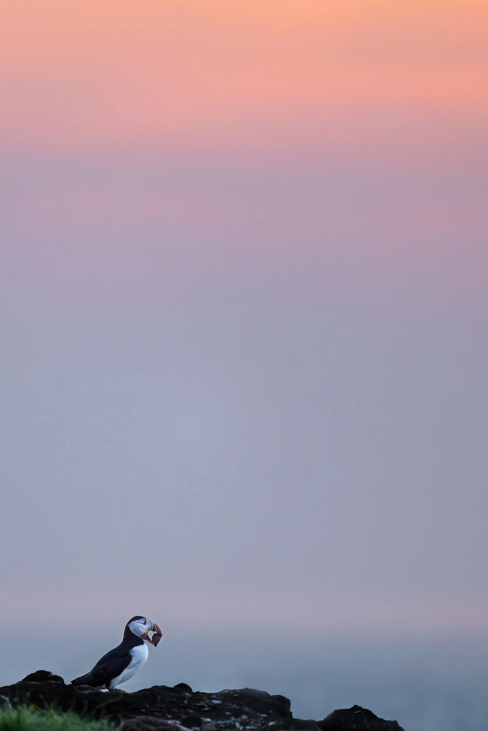 Puffin at Sunrise I JPG v2.jpg