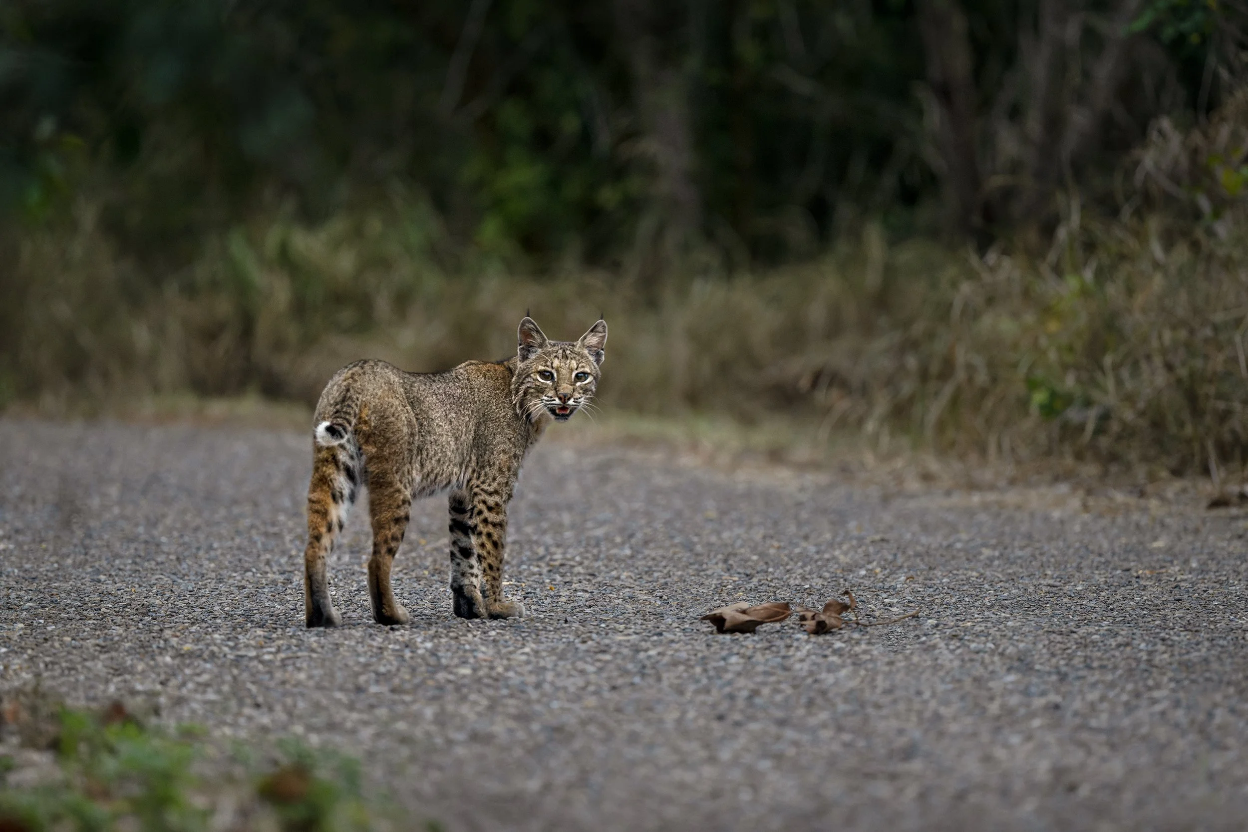 Bobcat