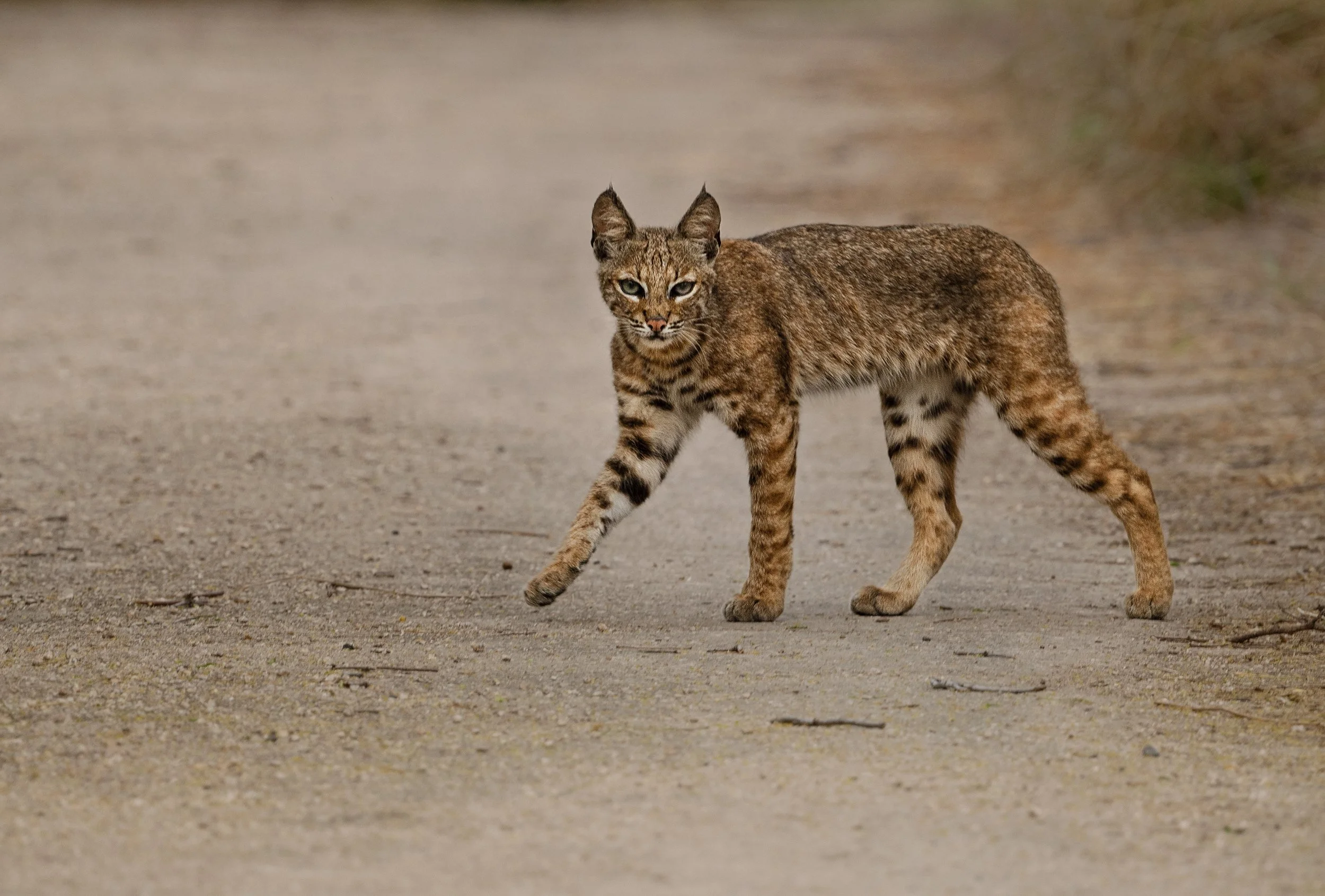 Bobcat