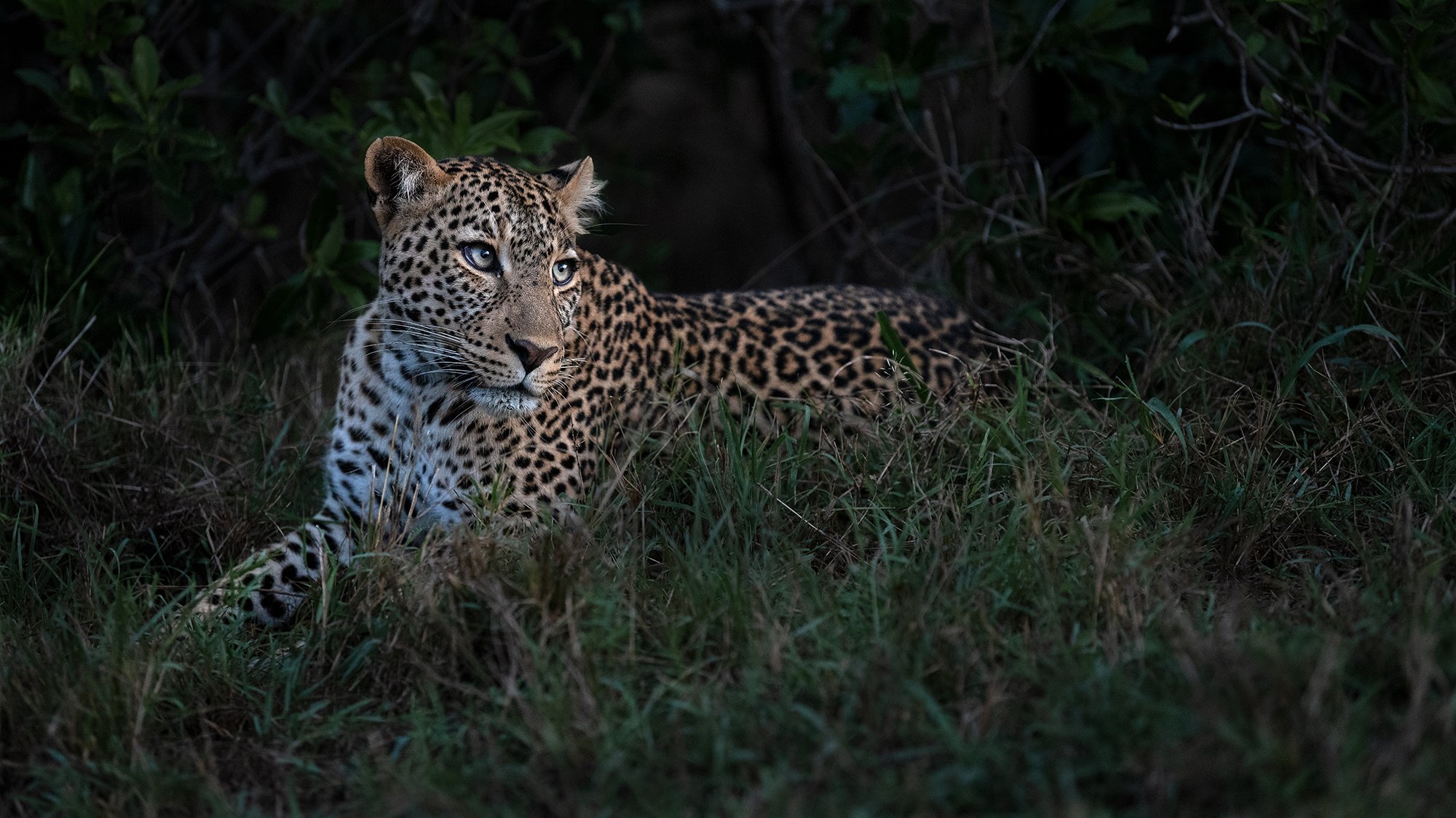 Leopard (Natito) Portrait I 16 9 v 2 JPG.jpg
