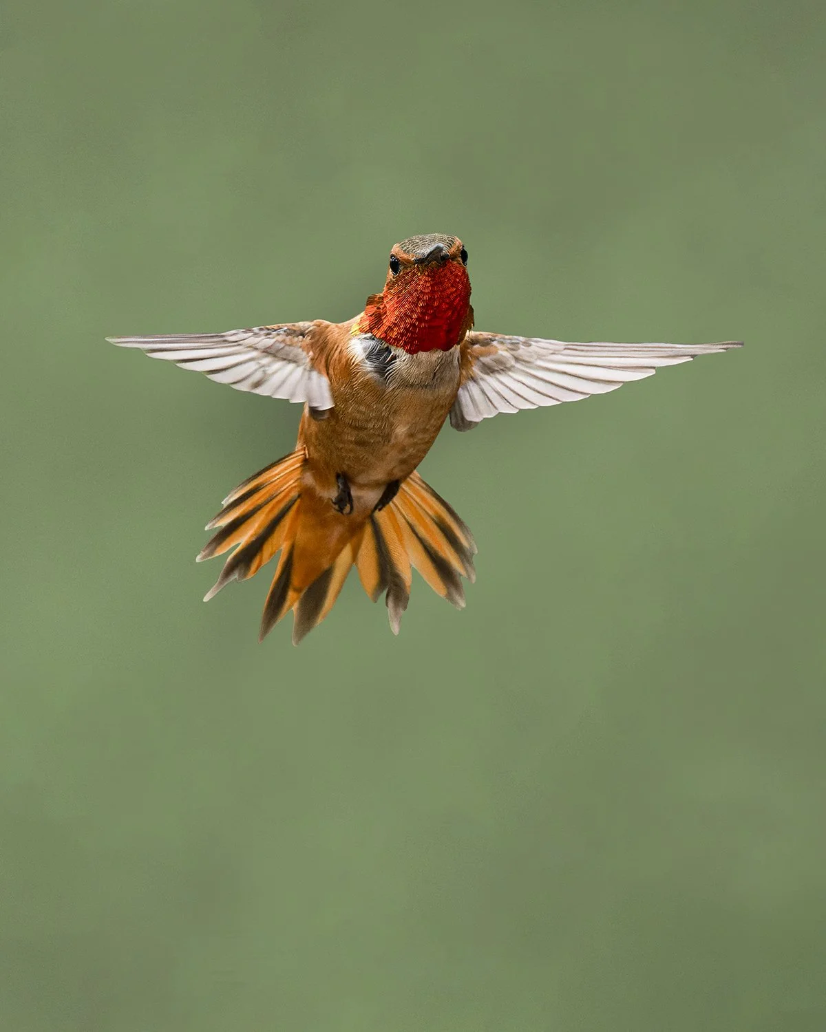 Rufous Hummingbird (male) (Colorado)