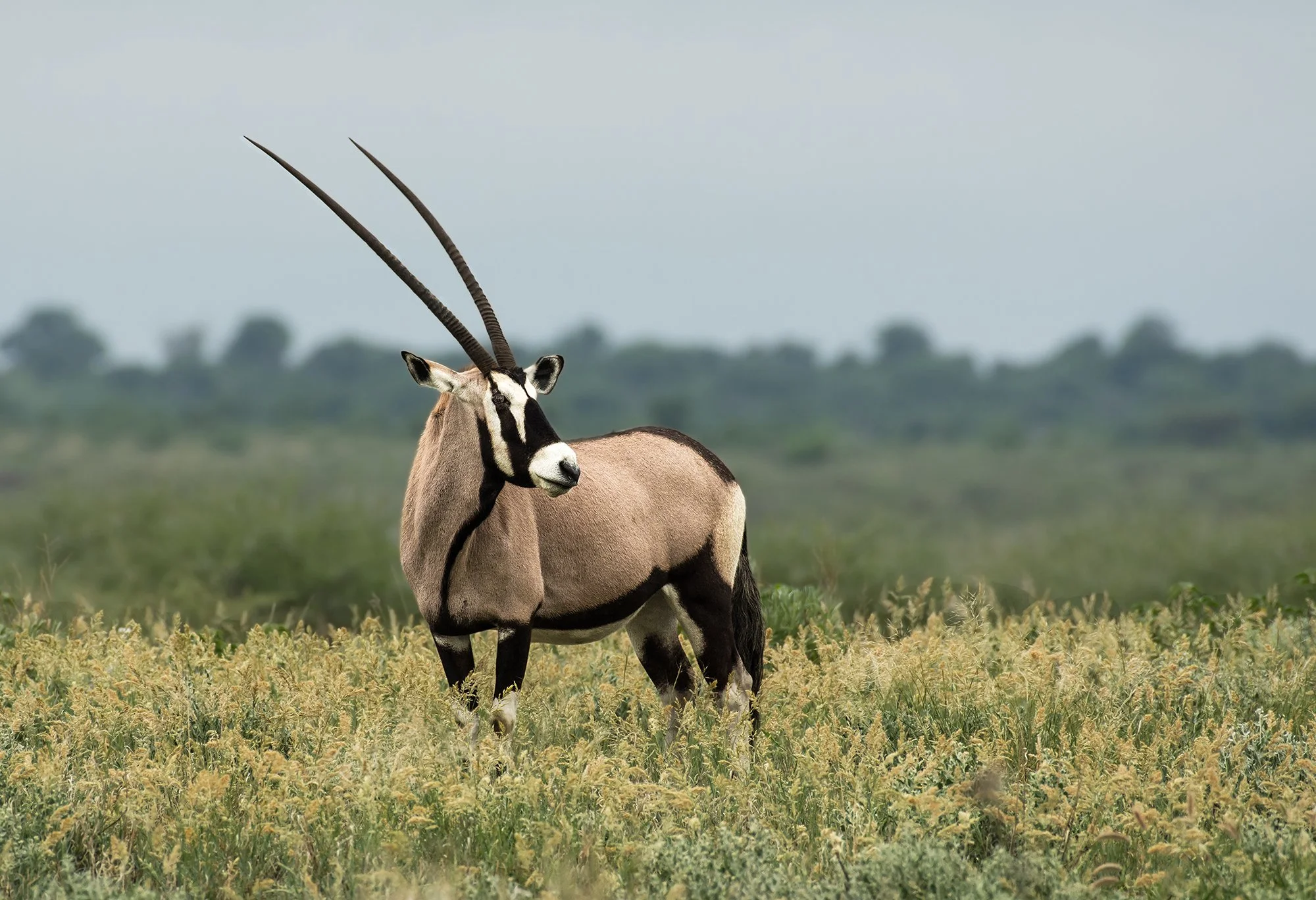 South African Oryx (Gemsbok)