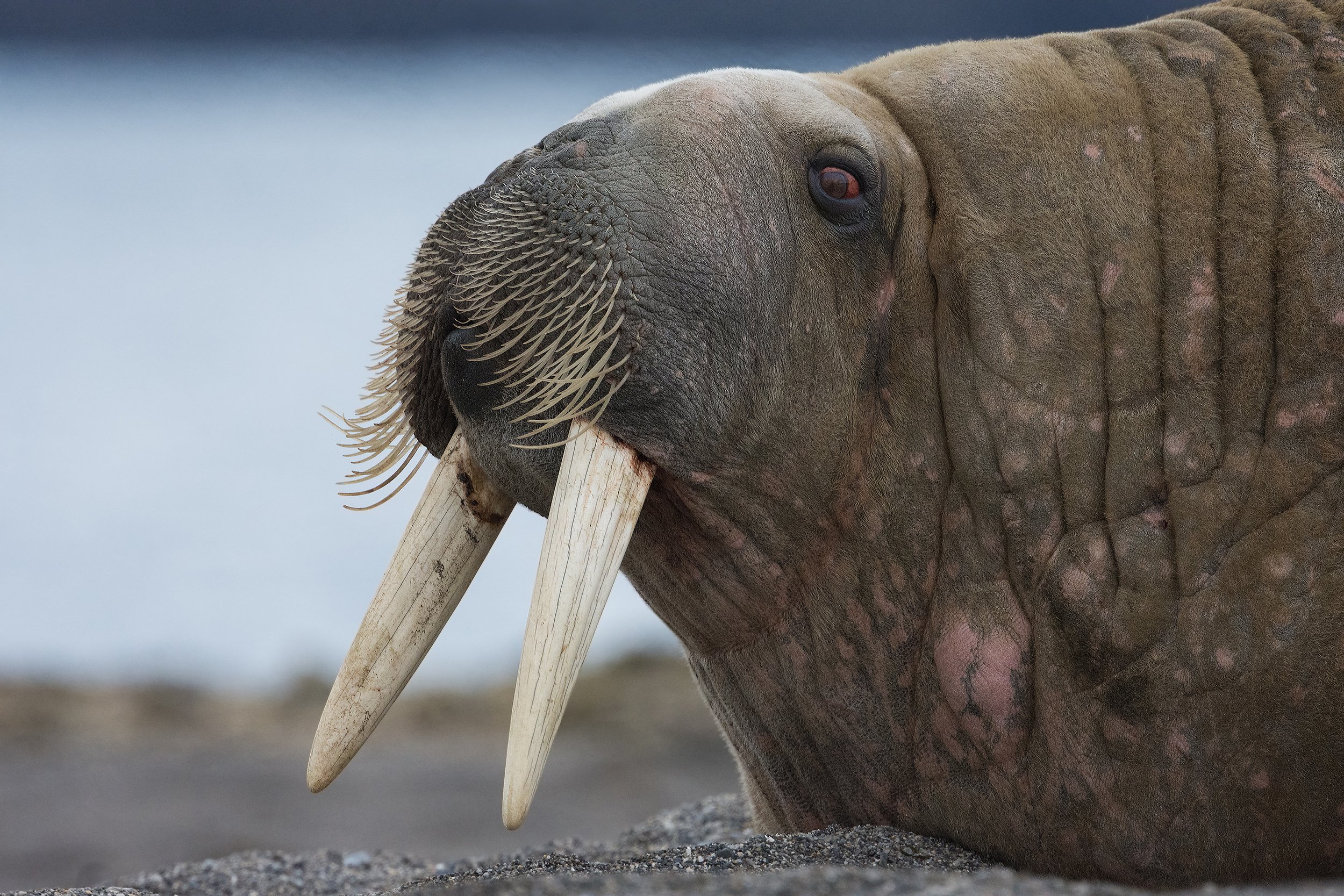 Walrus III JPG v 2.jpg