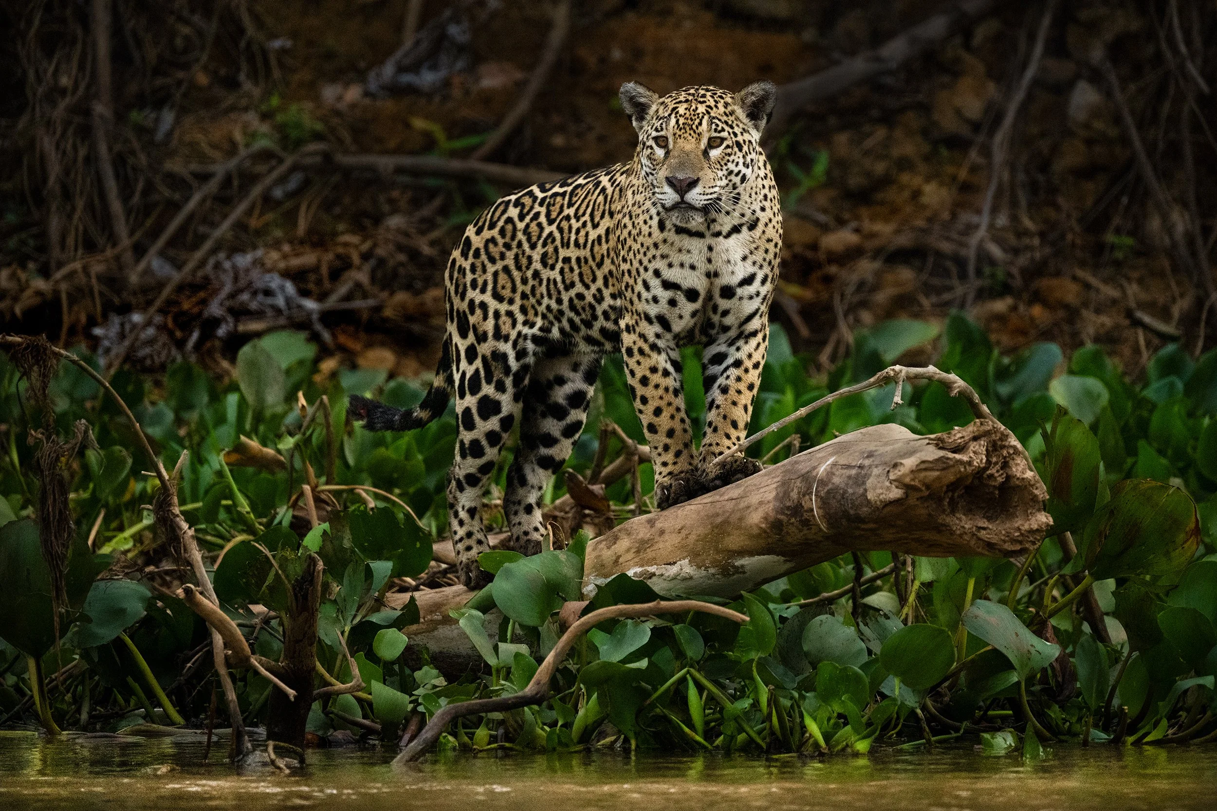 Jaguar (Marcela) I JPG v 3.jpg