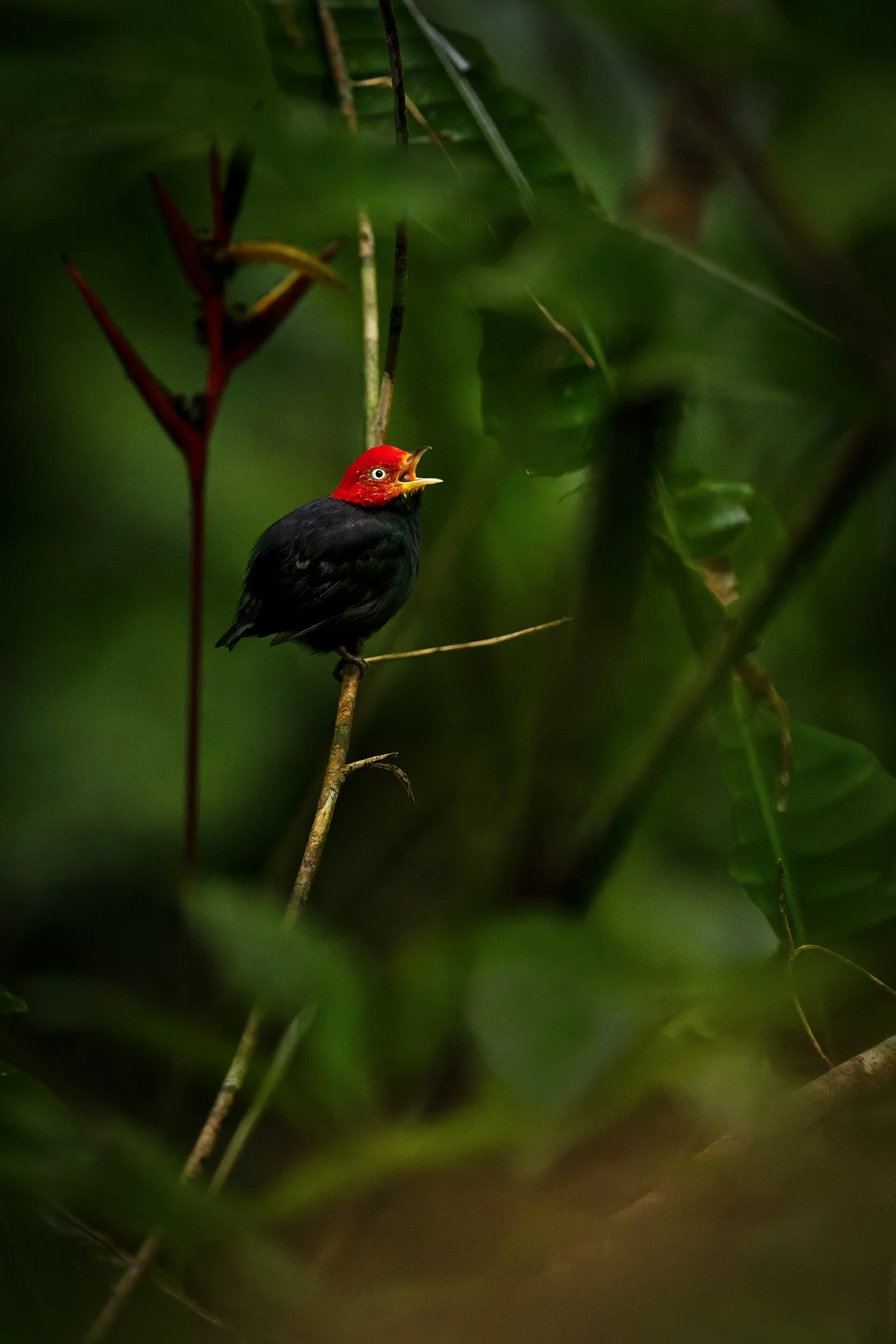 Red-capped Mannikin (male) (Costa Rica)