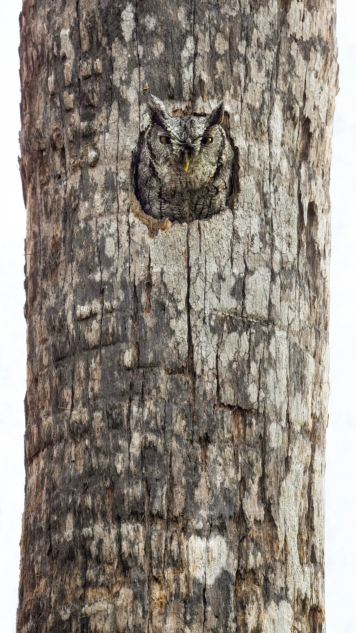 Eastern Screech-Owl (McCall's subspecies)