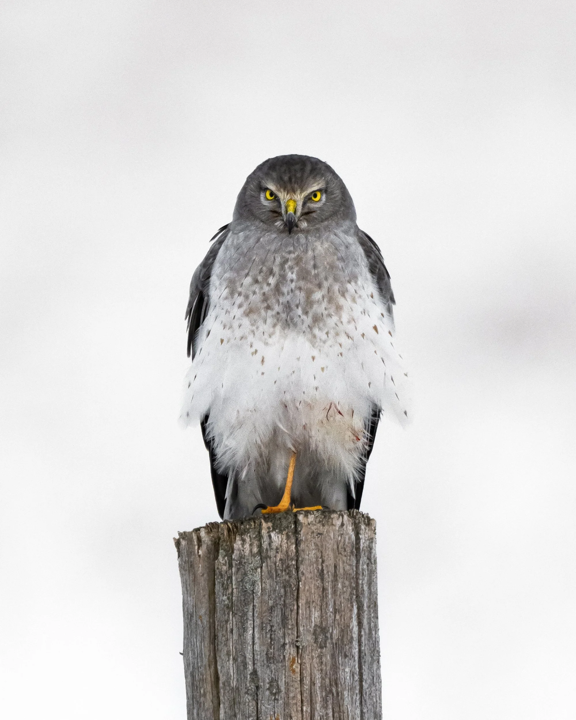 Northern Harrier (male) (Ontario)