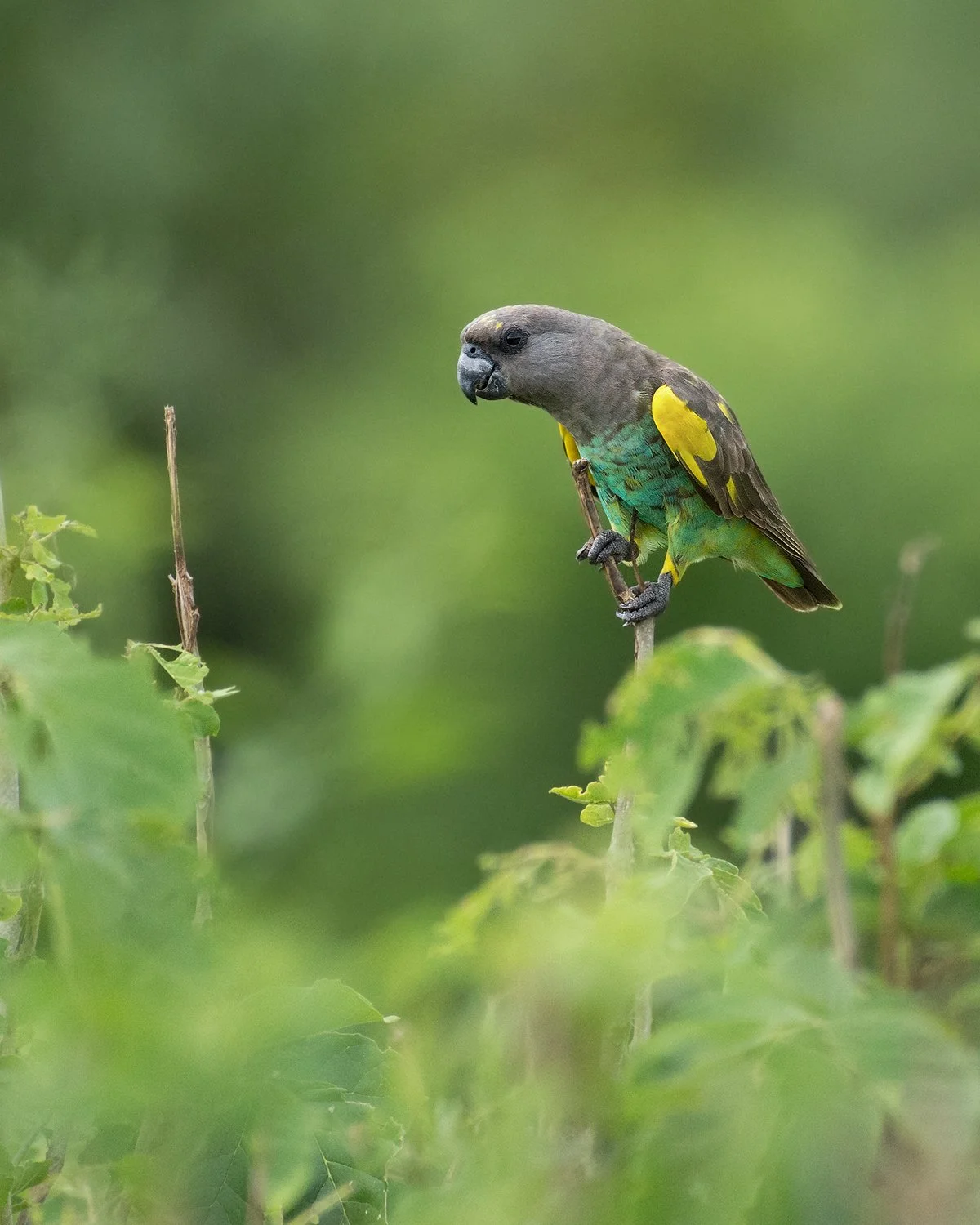 Meyer's Parrot