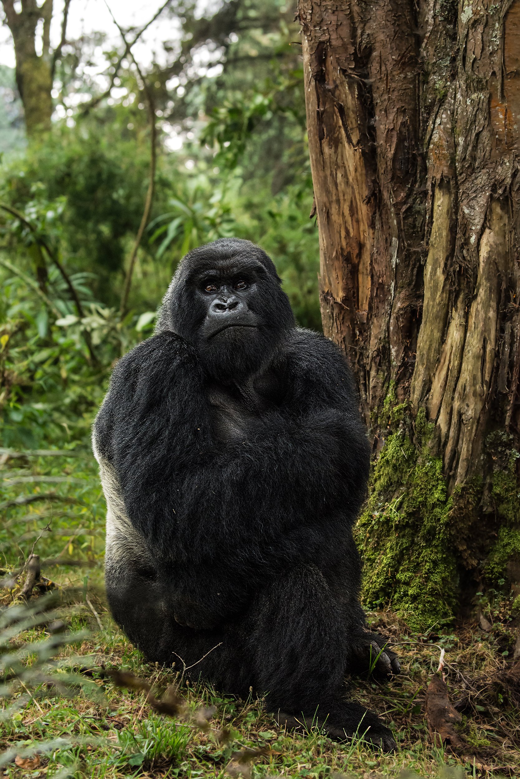 Isabukuru Silverback II V 6 JPG.jpg