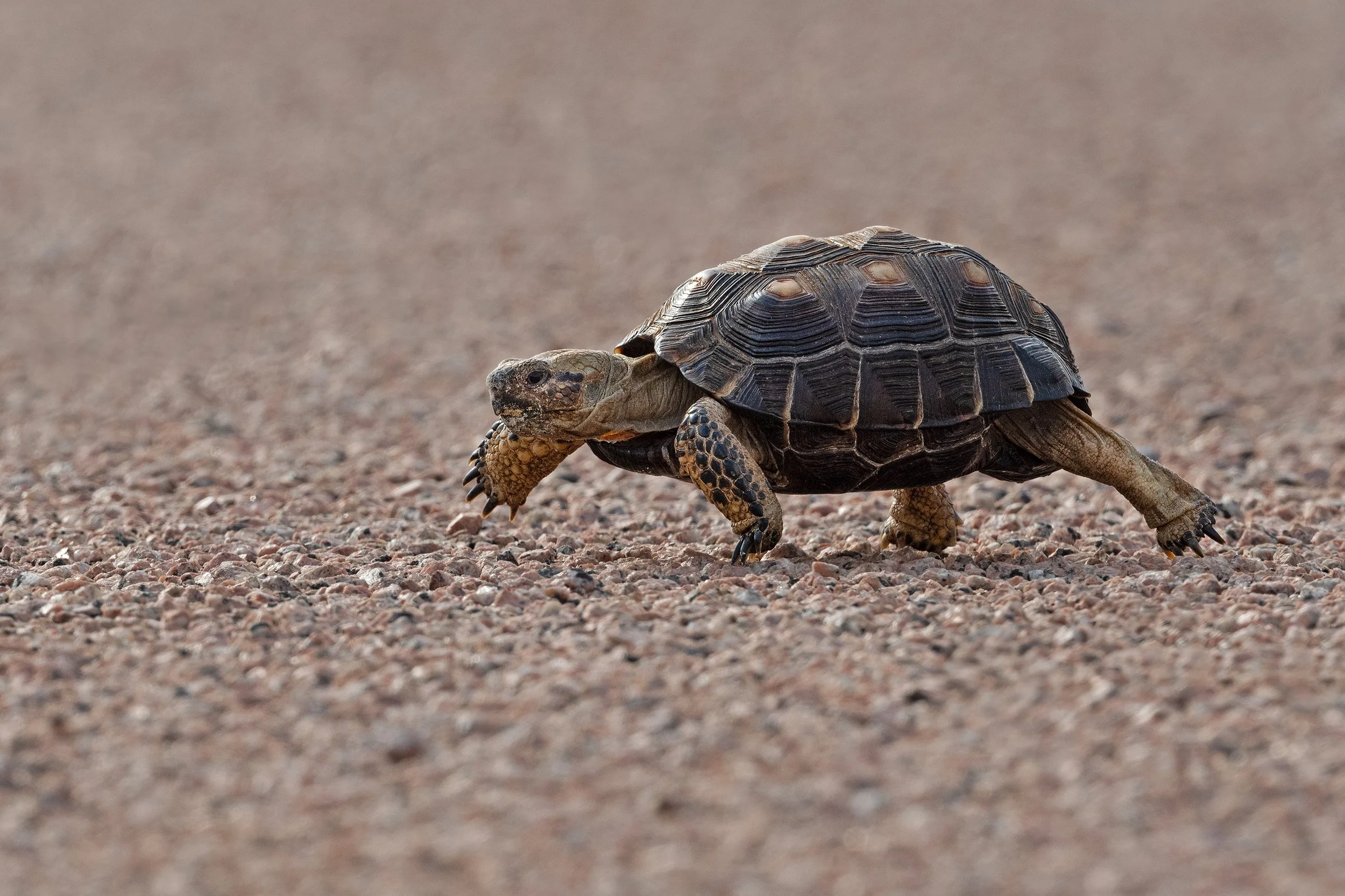 Texas Tortoise